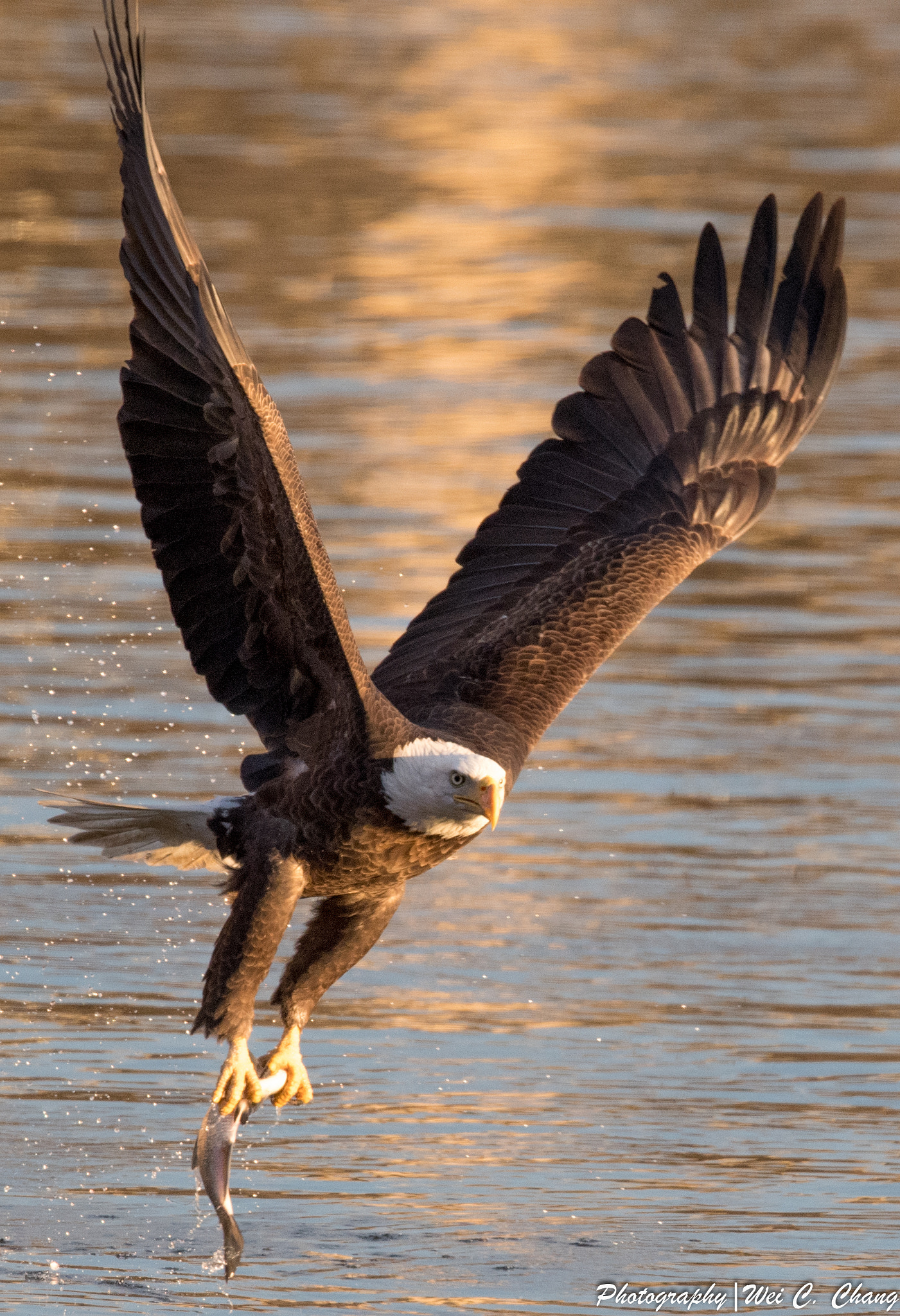 Nikon D5 sample photo. Bald eagle photography