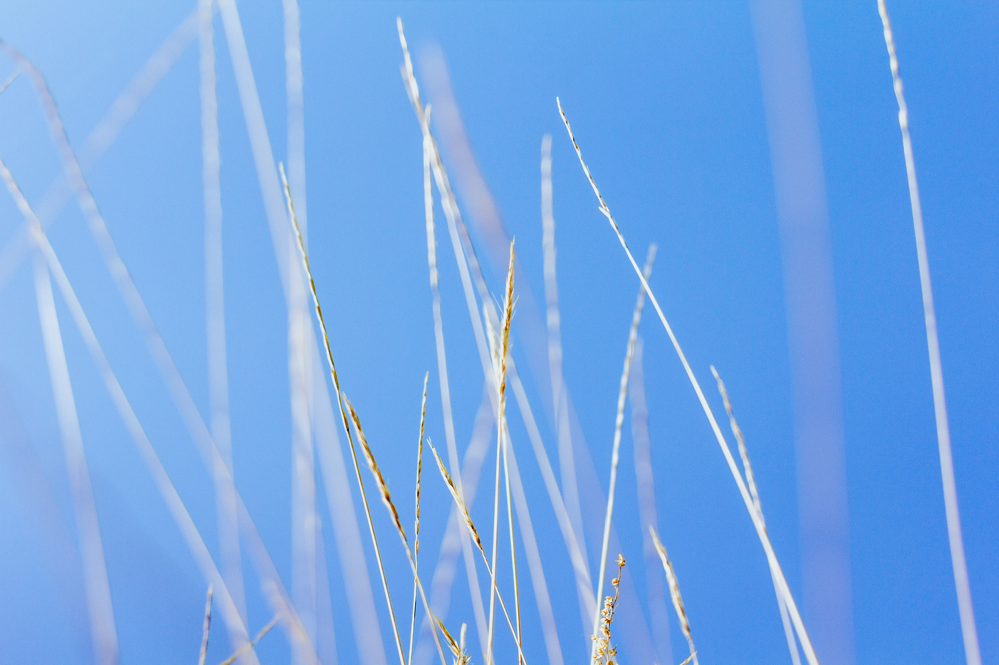 ZEISS Planar T* 50mm F1.4 sample photo. Blue photography