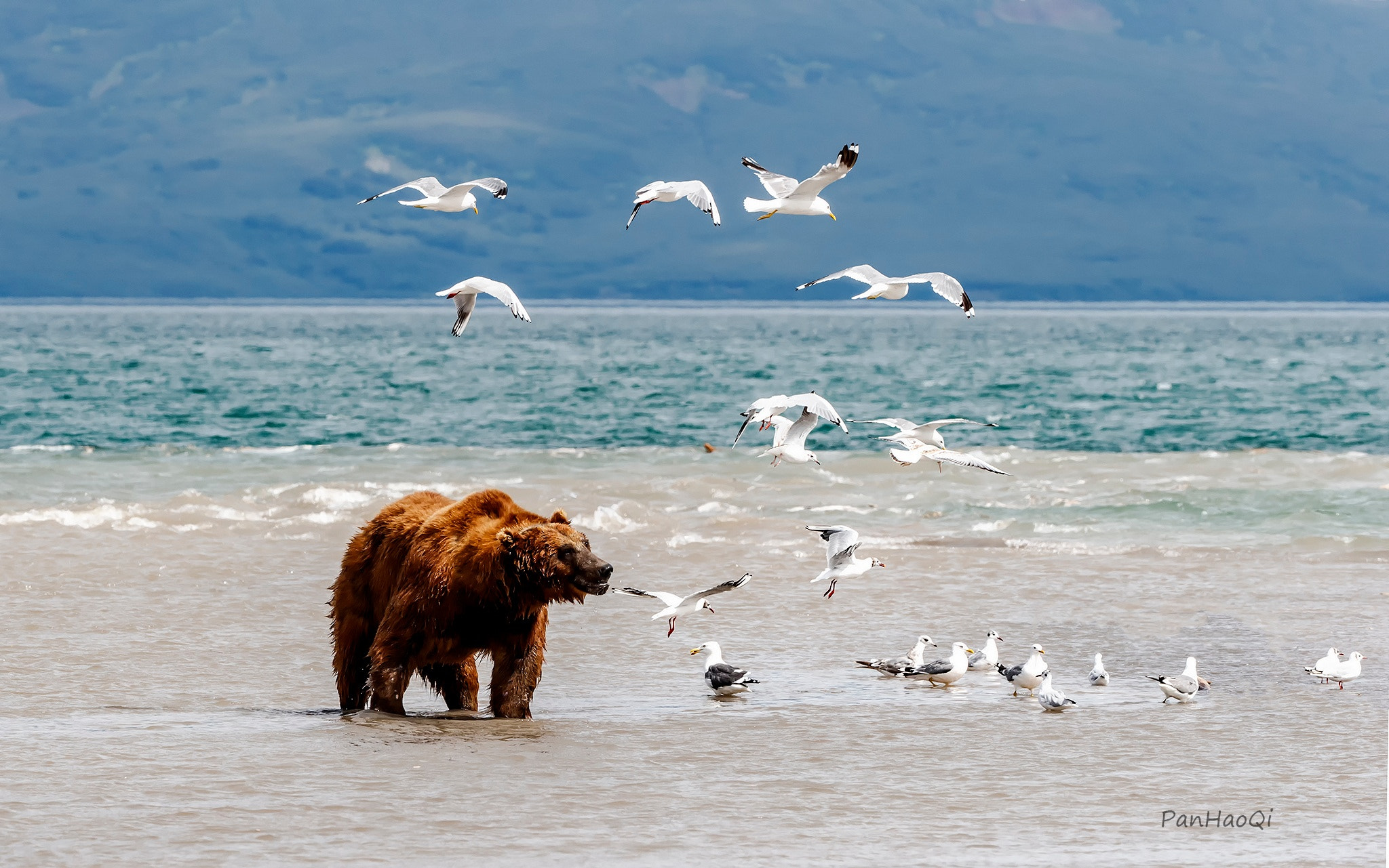 Canon EOS-1D X Mark II sample photo. Bear & bird photography