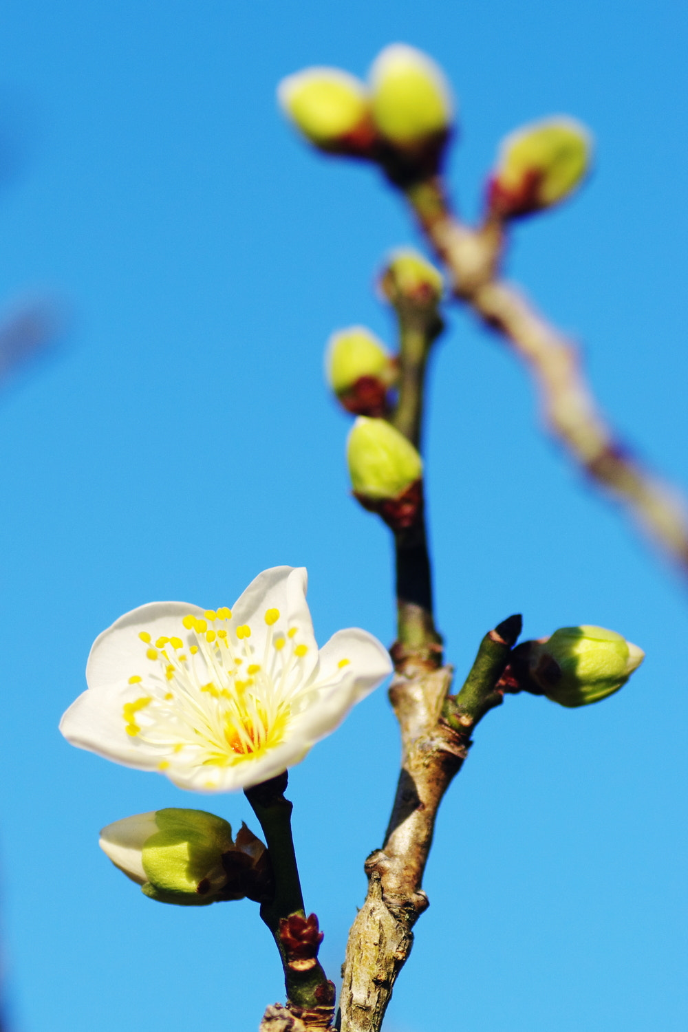 Pentax K20D sample photo. Ume tree with white blossoms photography
