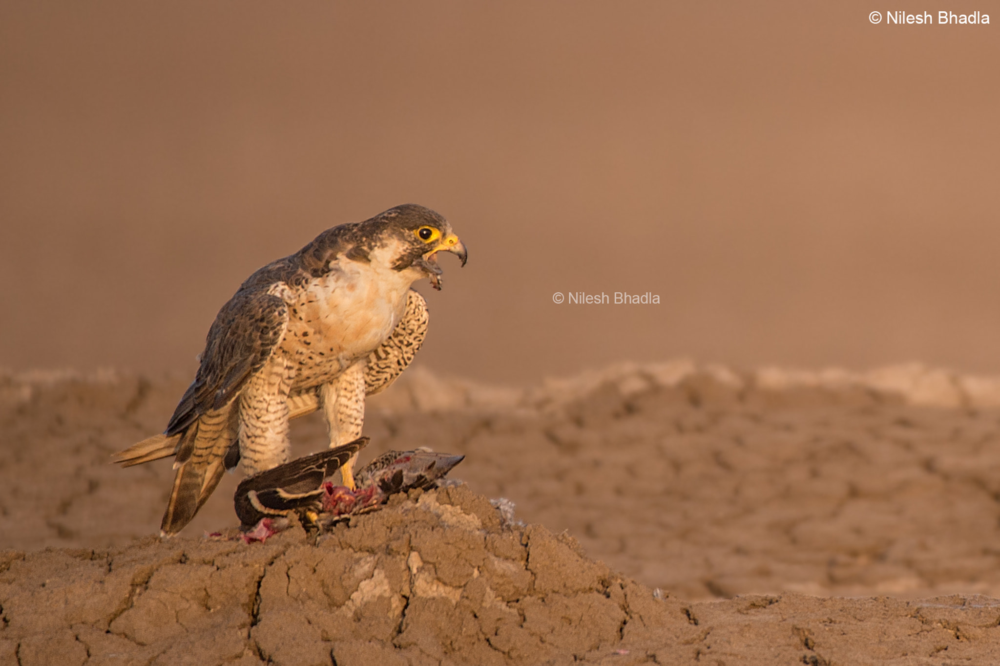 Nikon AF-S Nikkor 200-500mm F5.6E ED VR sample photo. Peregrine falcon on a common teal kill photography