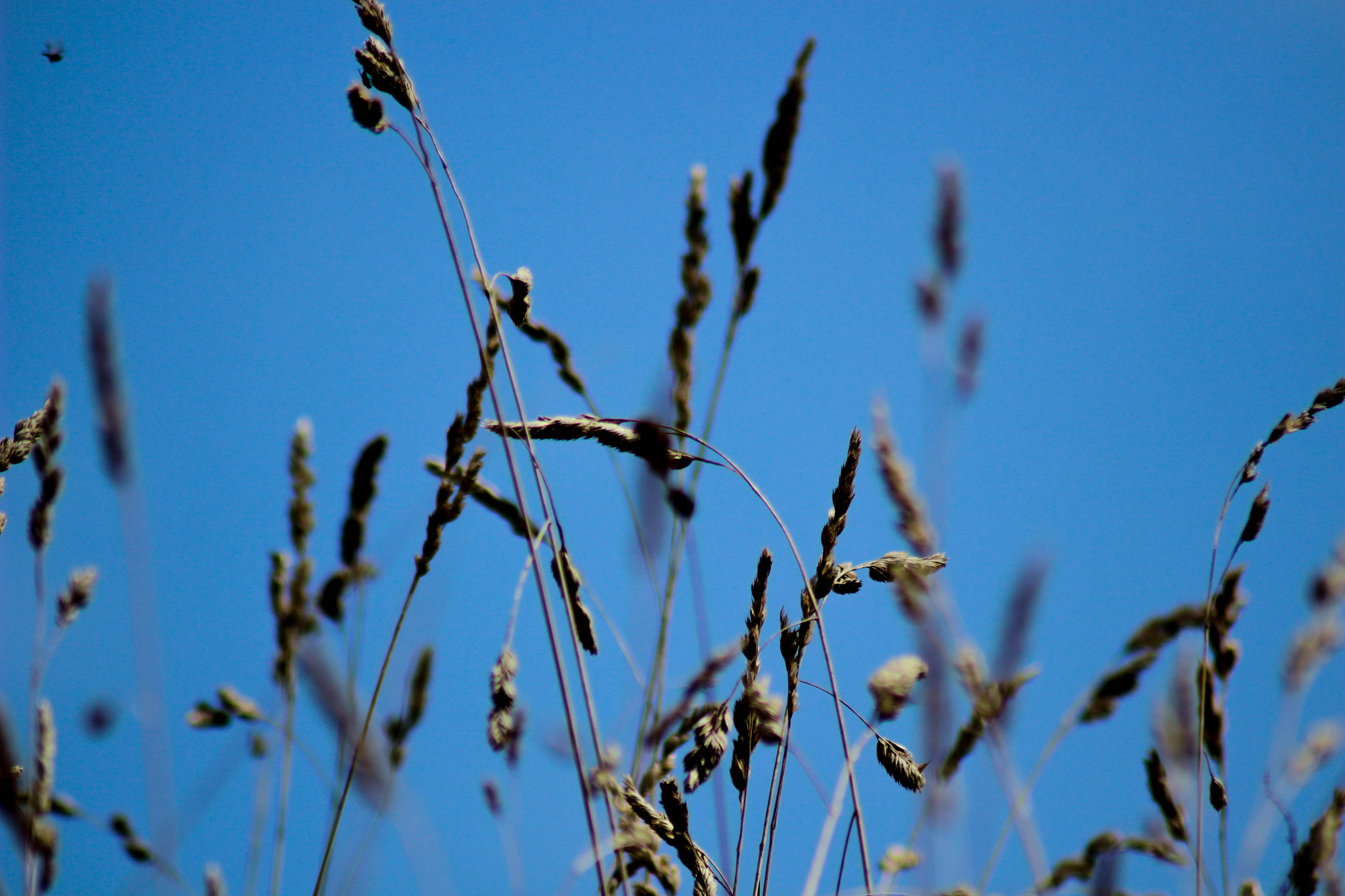 Canon EOS 100D (EOS Rebel SL1 / EOS Kiss X7) sample photo. Wheat photography
