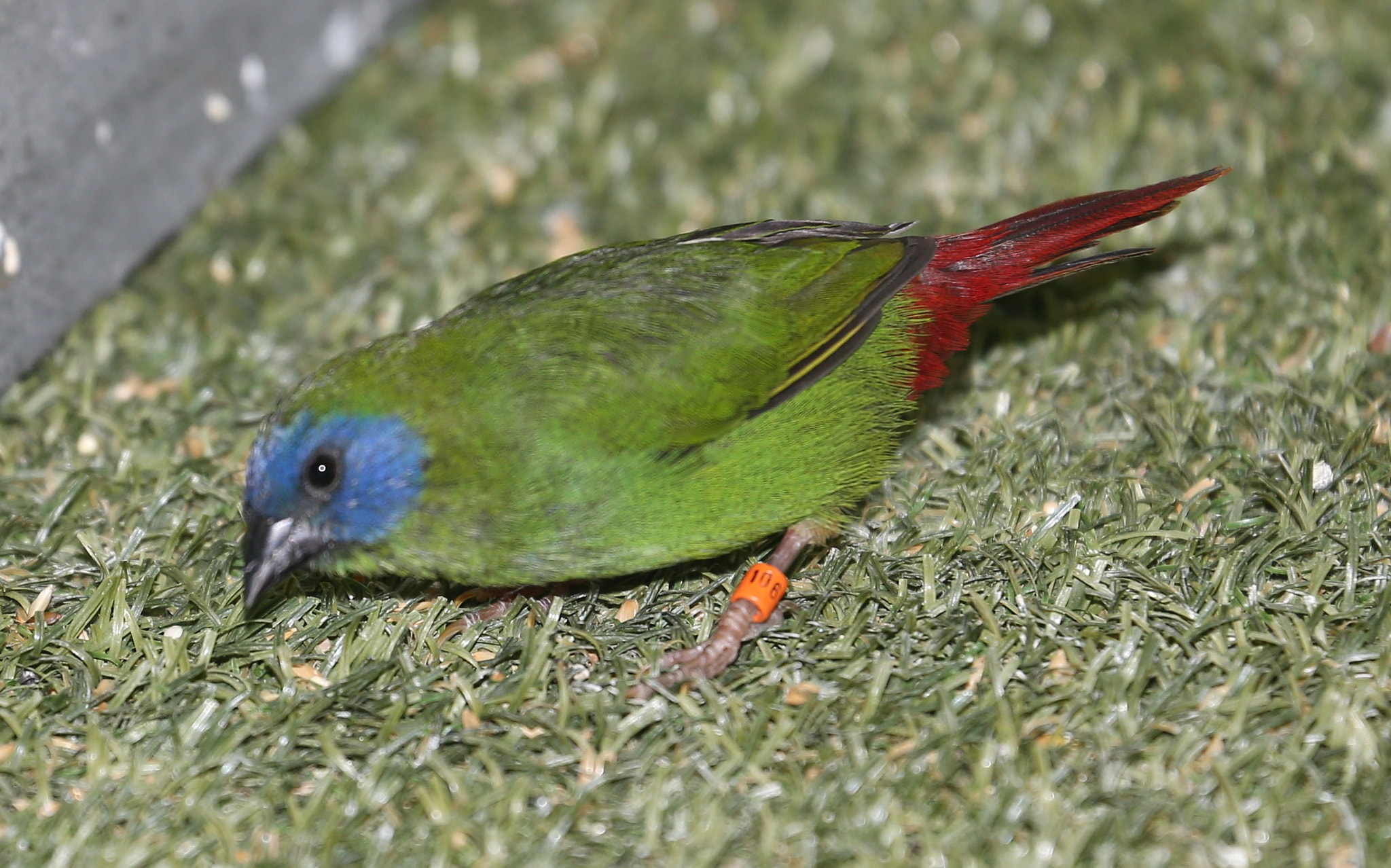 Canon EF 70-300mm F4-5.6L IS USM sample photo. Diamante tricolor en mi aviario oficina del hotel suites 108, en bogotá. #aves # pájaros # birds photography