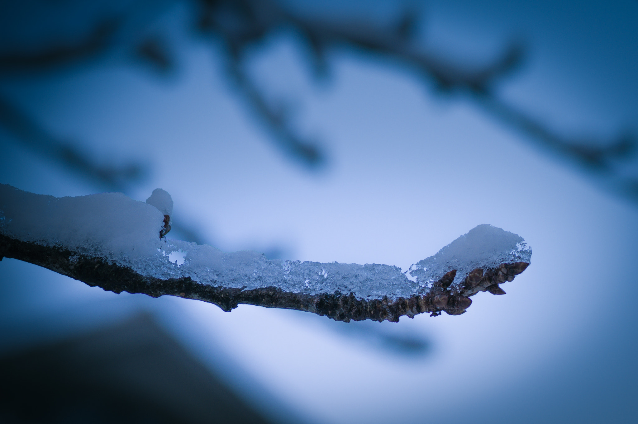 Pentax smc D-FA 100mm F2.8 Macro WR sample photo. Winter onus photography