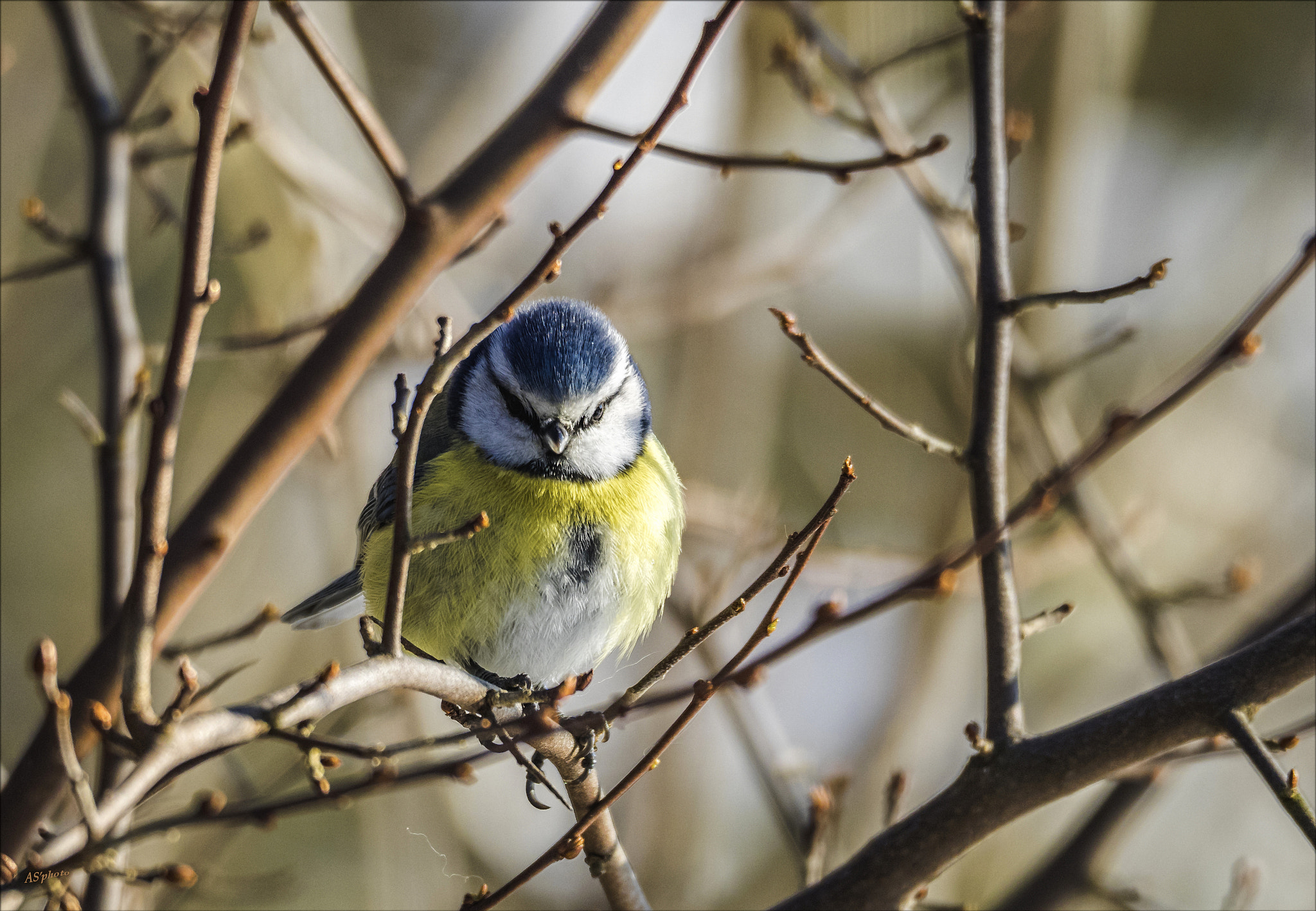 Olympus OM-D E-M1 sample photo. Bluetit / color photography