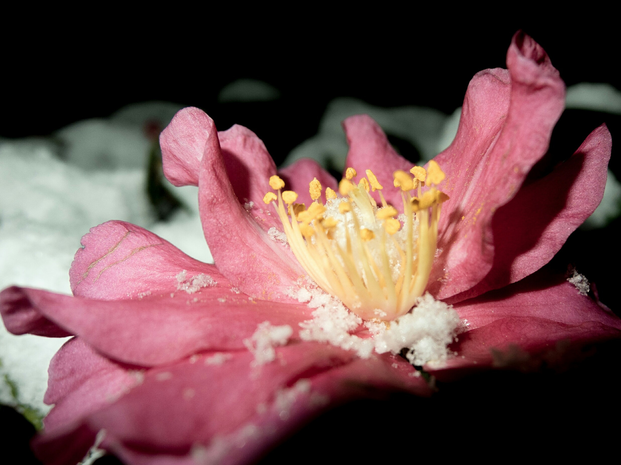 Fujifilm XF1 sample photo. Camellia sasanqua photography
