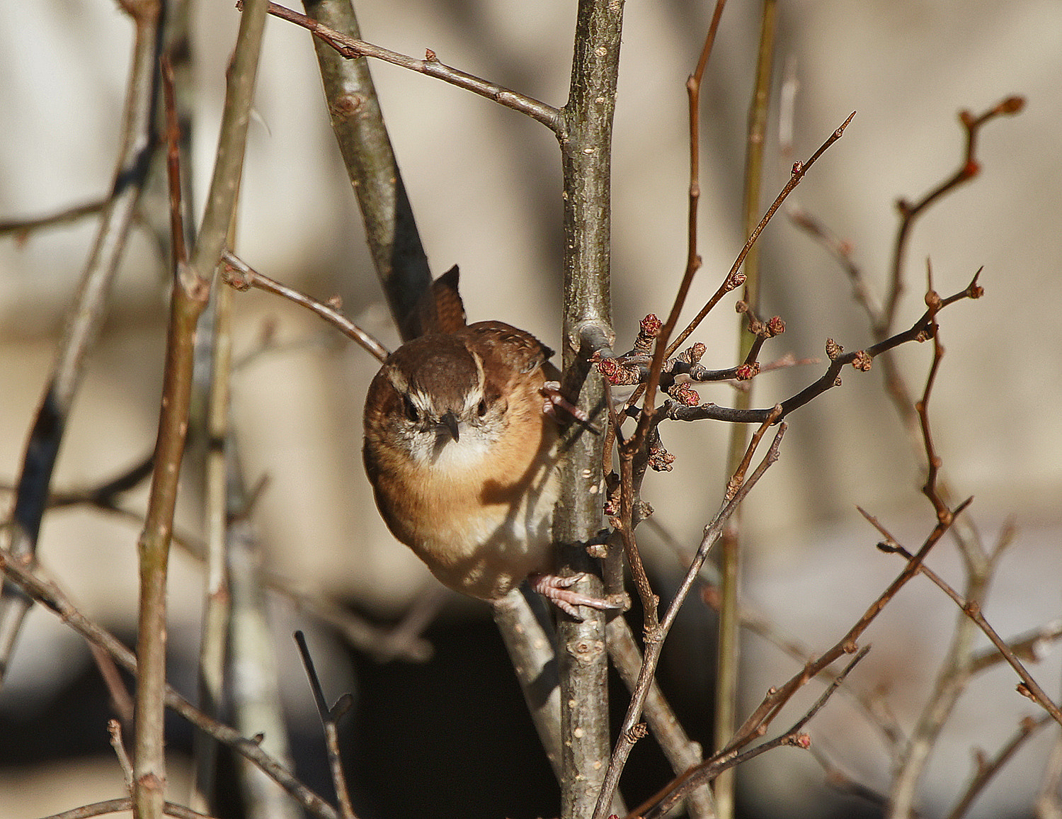 140-400mm F5.6 G SSM OSS II sample photo. House wren stare photography