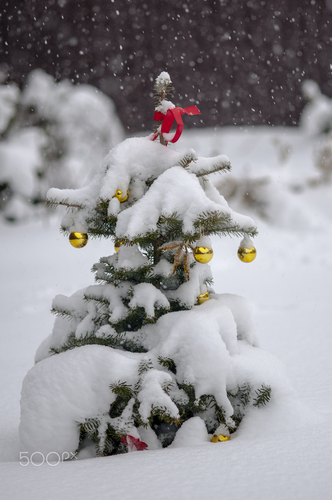Nikon AF-S Micro-Nikkor 105mm F2.8G IF-ED VR sample photo. зима photography