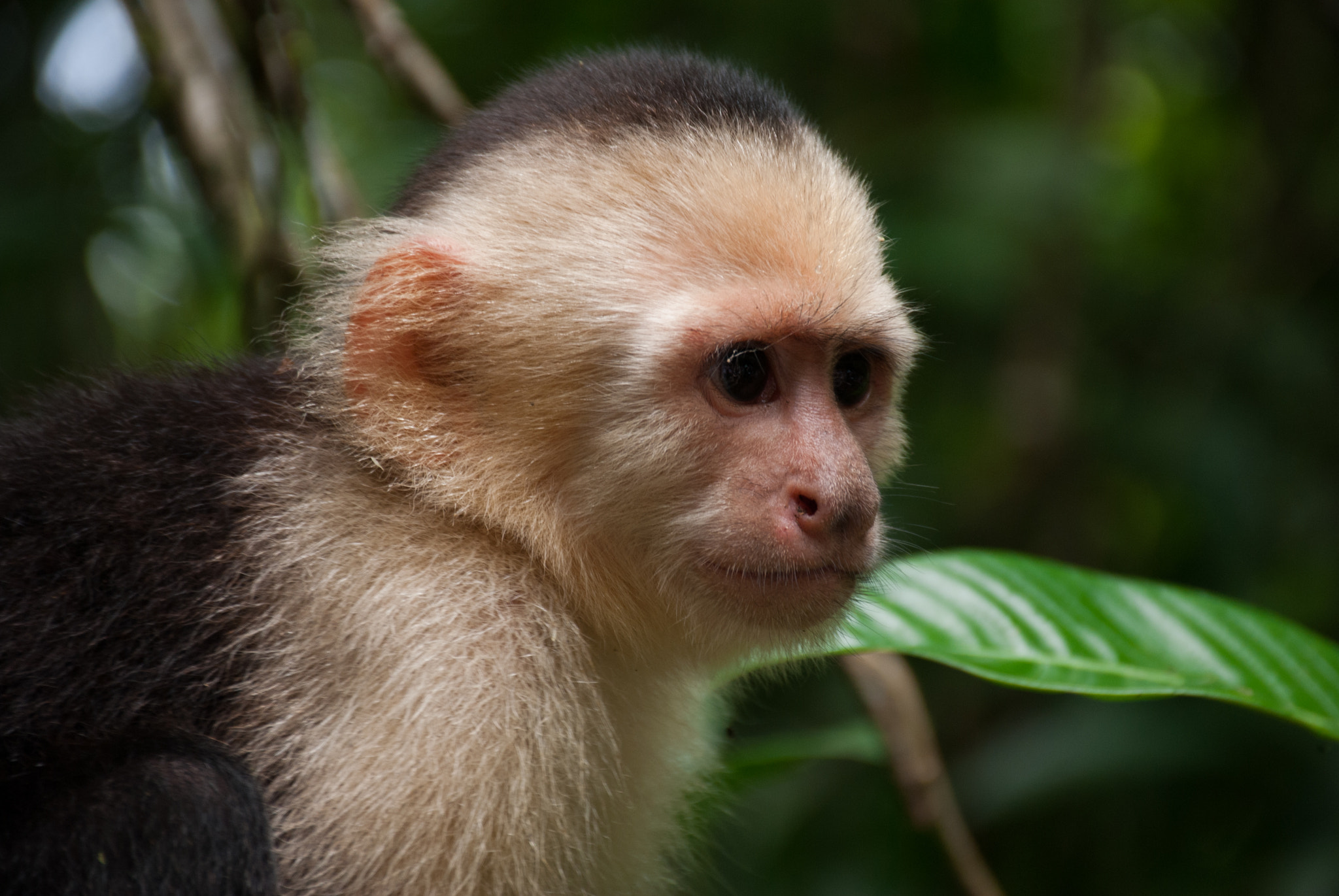 Nikon D60 sample photo. Costa rica photography