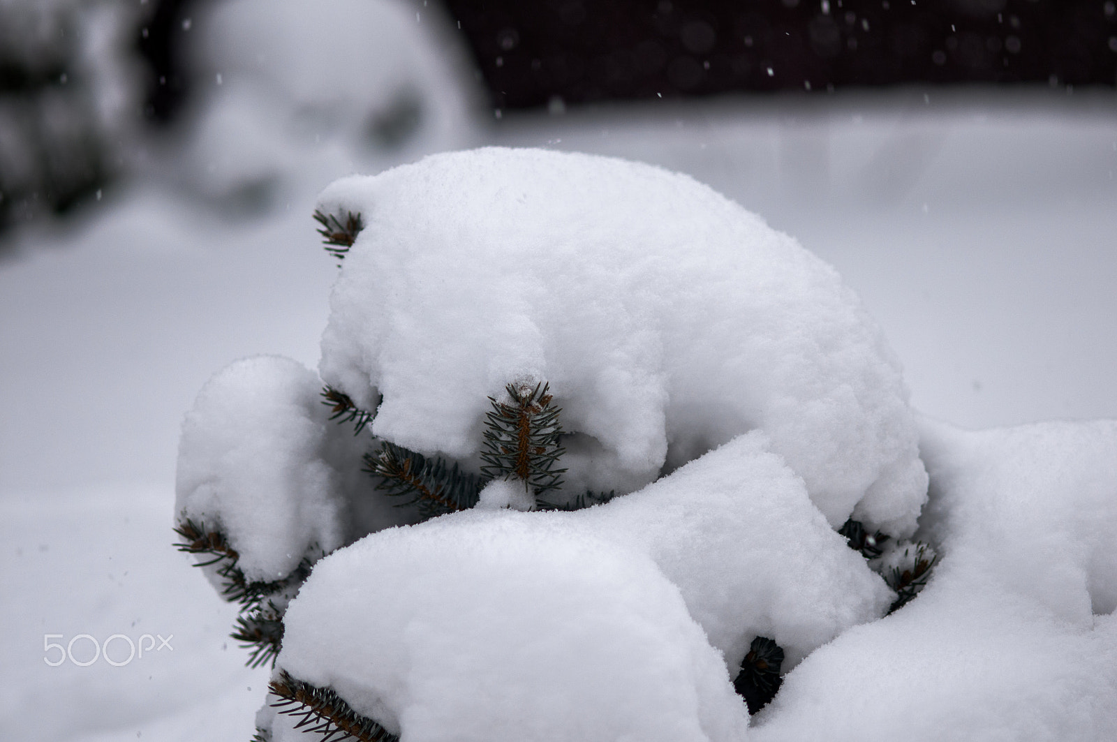 Nikon AF-S Micro-Nikkor 105mm F2.8G IF-ED VR sample photo. зима photography