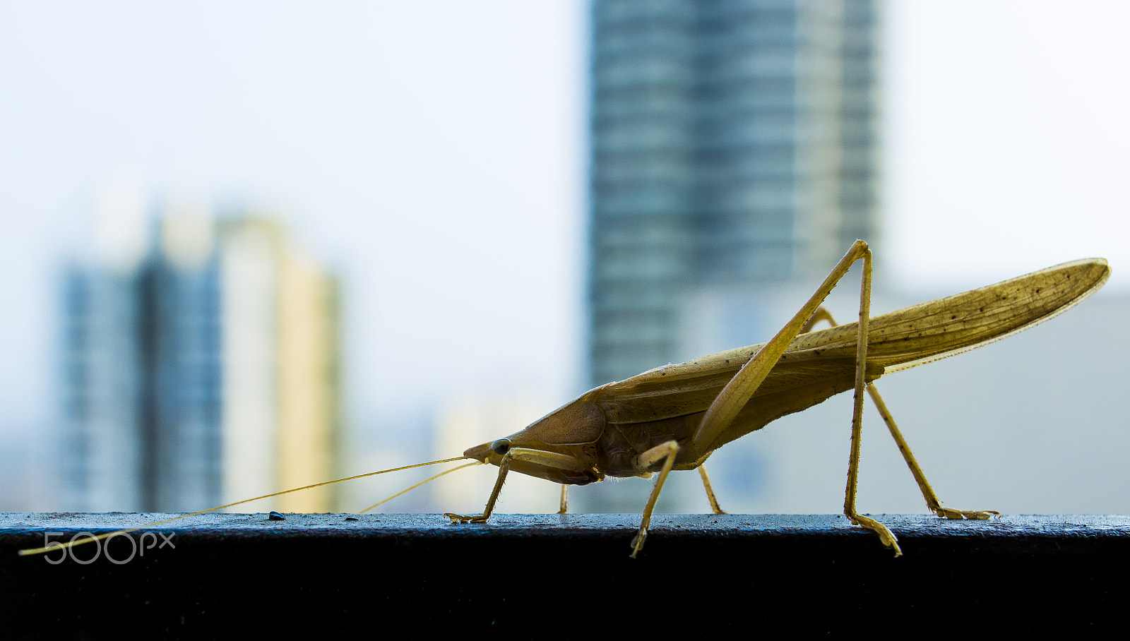 Nikon D5200 + Nikon AF-S Nikkor 20mm F1.8G ED sample photo. Alien bug photography