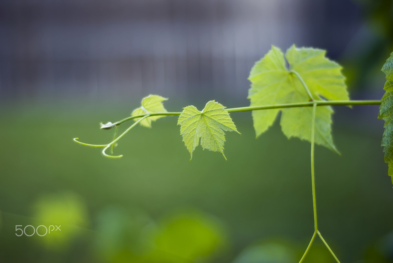 Nikon D60 + Nikon AF Nikkor 50mm F1.8D sample photo. Young grape leaves on vine photography