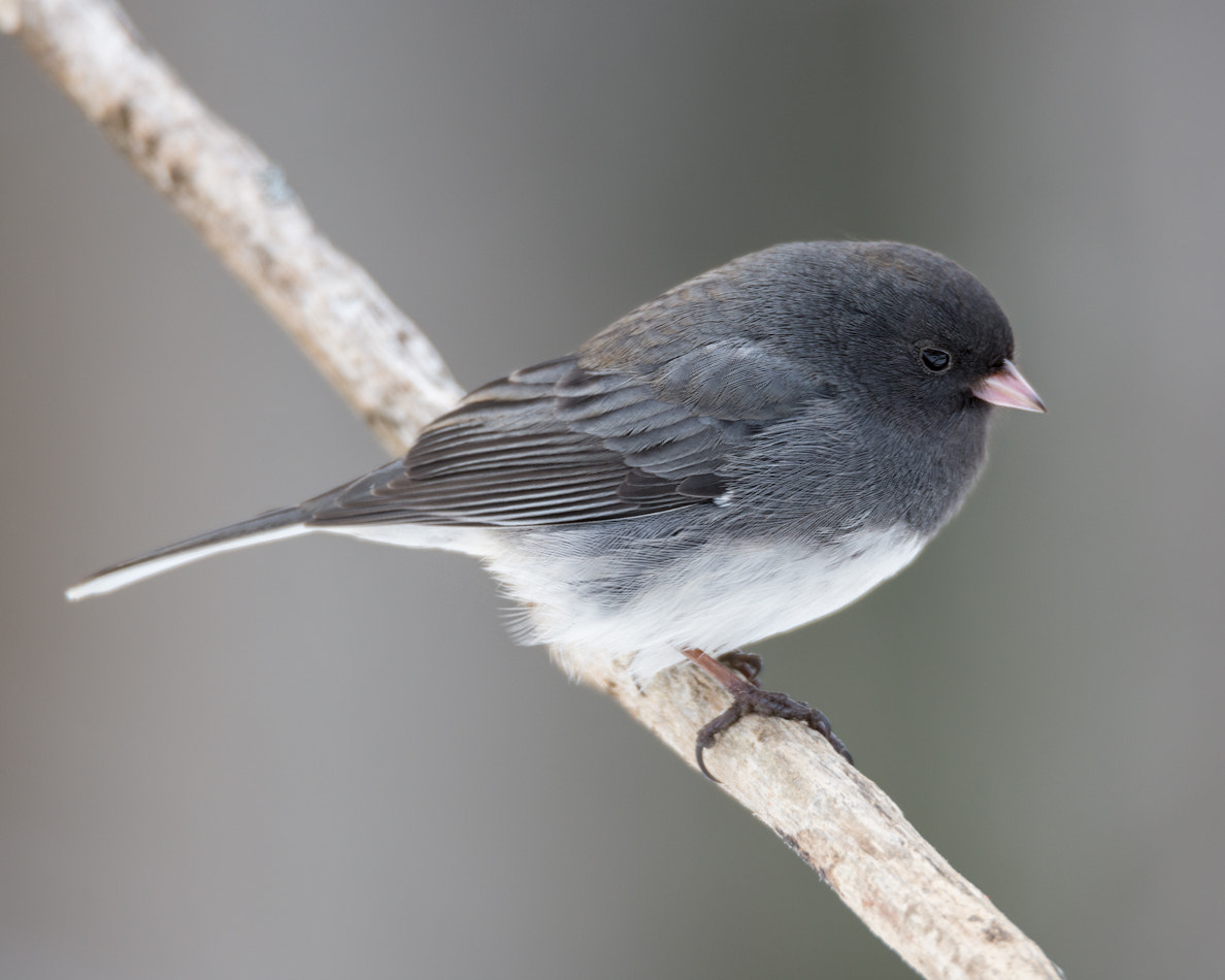 Nikon D7200 + Sigma 150-600mm F5-6.3 DG OS HSM | S sample photo. Dark eyed junco photography