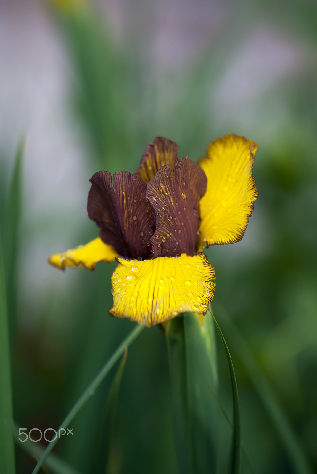 Nikon AF-S Micro-Nikkor 105mm F2.8G IF-ED VR sample photo. Purple and yellow iris photography
