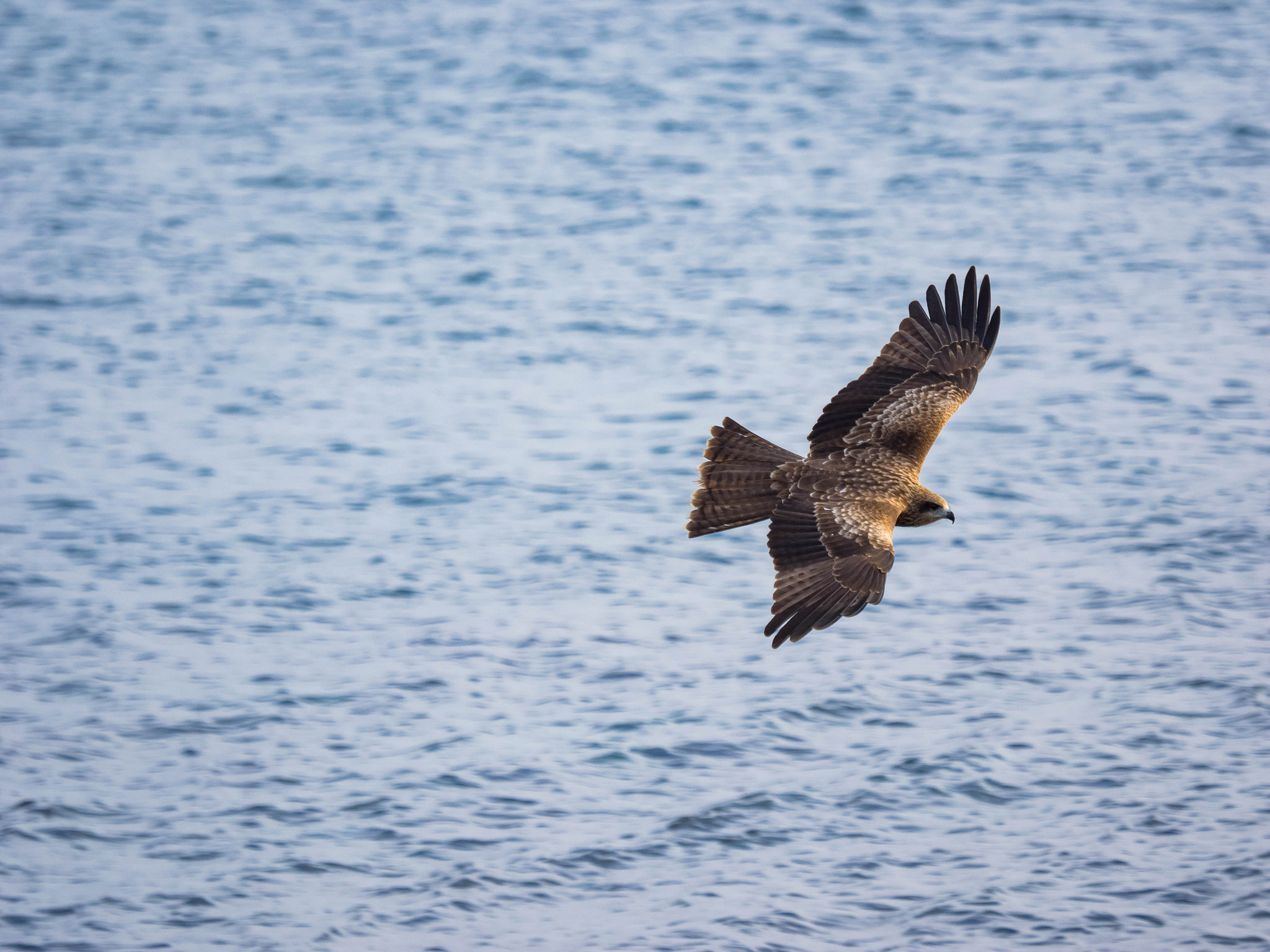 Olympus OM-D E-M1 + Olympus M.Zuiko Digital ED 40-150mm F2.8 Pro sample photo. 飛翔 photography