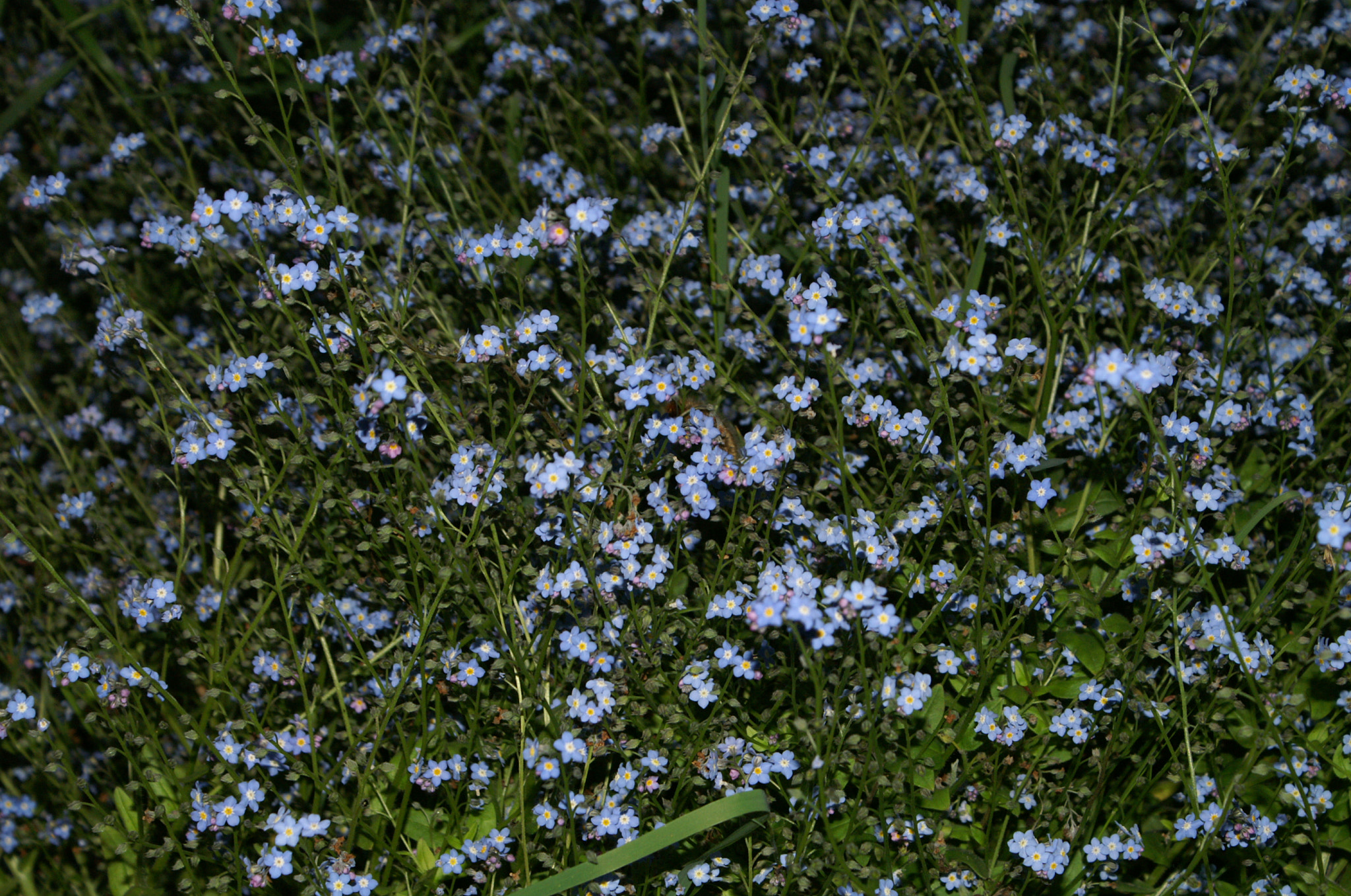 KONICA MINOLTA DYNAX 5D sample photo. Fleurs photography
