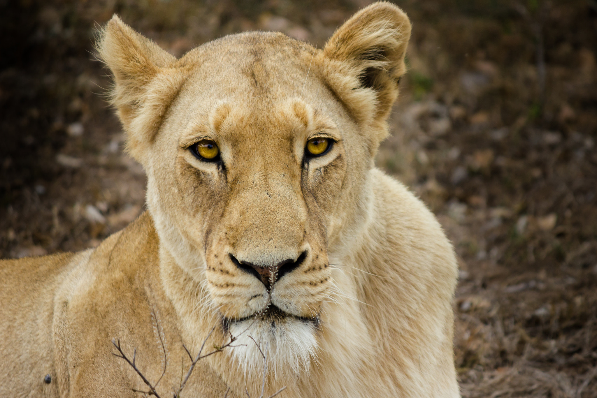 Canon EOS 550D (EOS Rebel T2i / EOS Kiss X4) sample photo. Eyes of the tiger photography