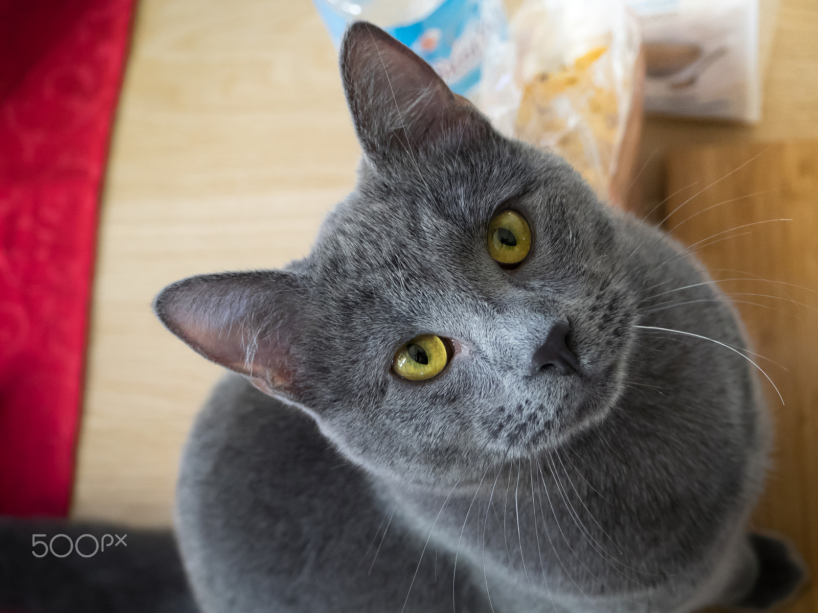 Olympus OM-D E-M1 sample photo. Micron photography