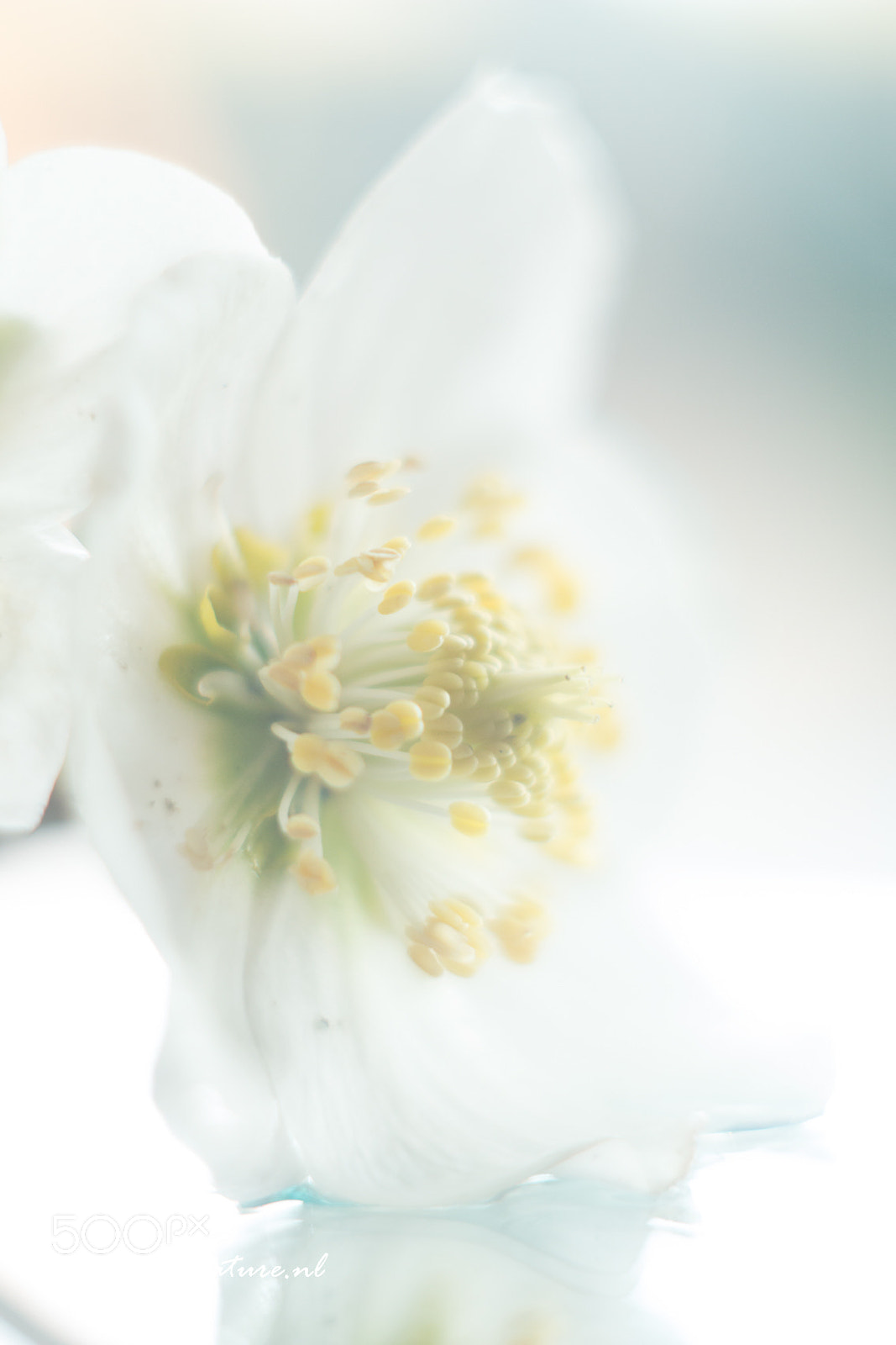 Canon EF 35-80mm f/4-5.6 sample photo. High key helleboris photography