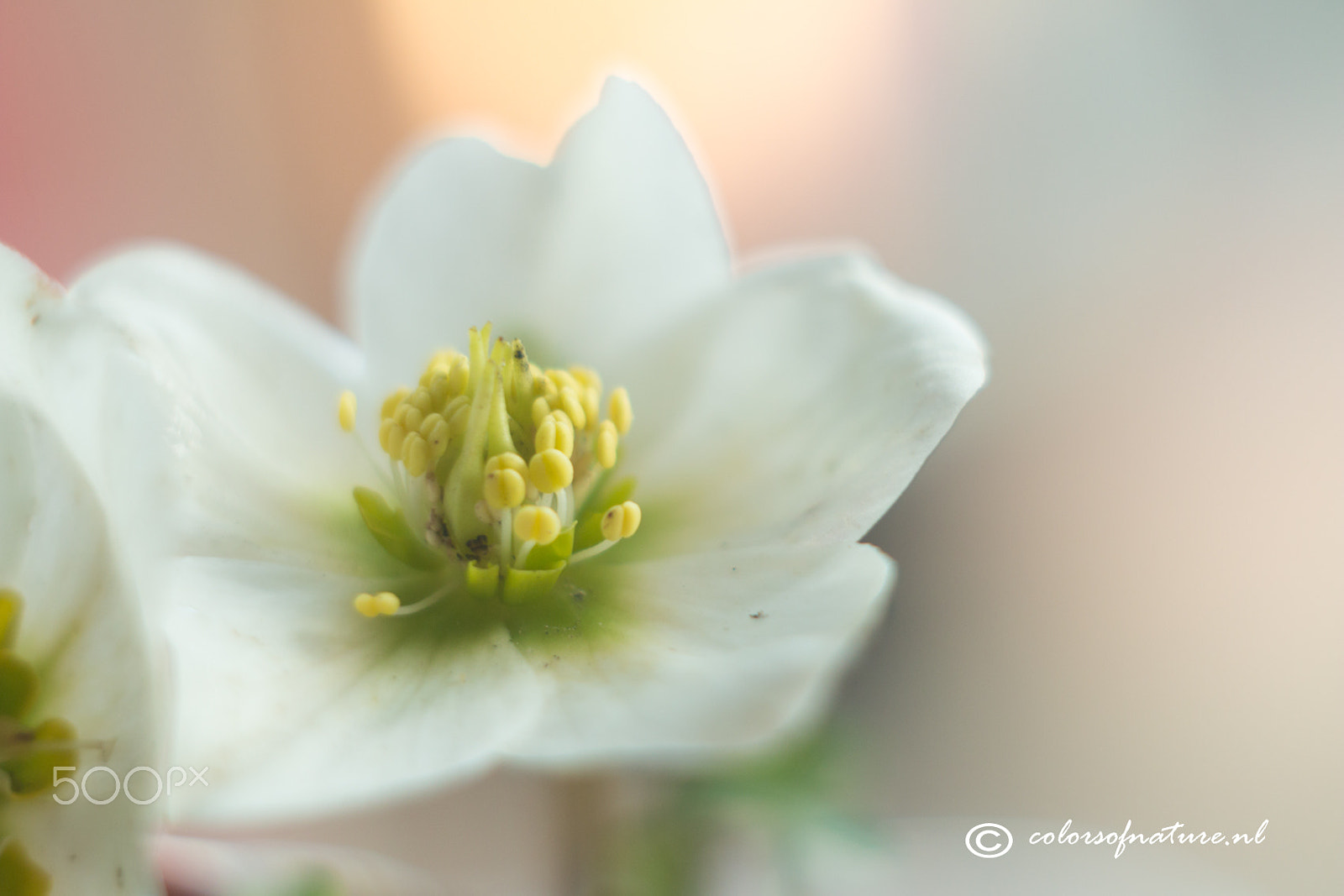 Canon EOS 70D + Canon EF 35-80mm f/4-5.6 sample photo. Pastels photography