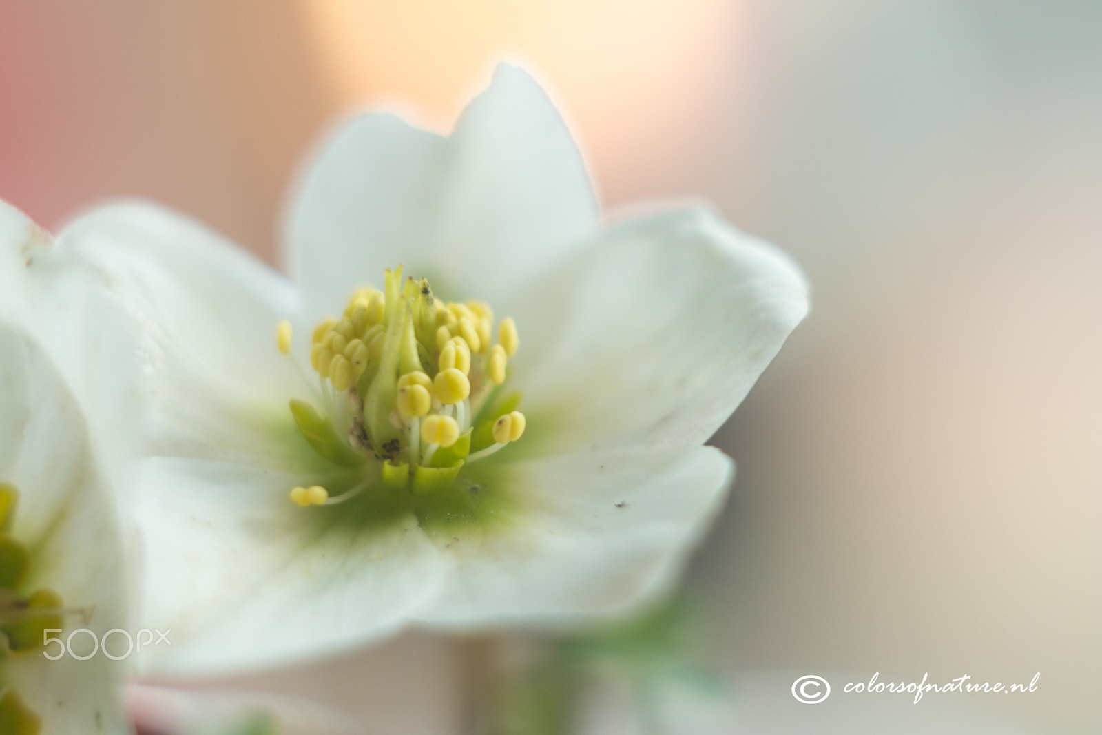 Canon EF 35-80mm f/4-5.6 sample photo. Pastels photography