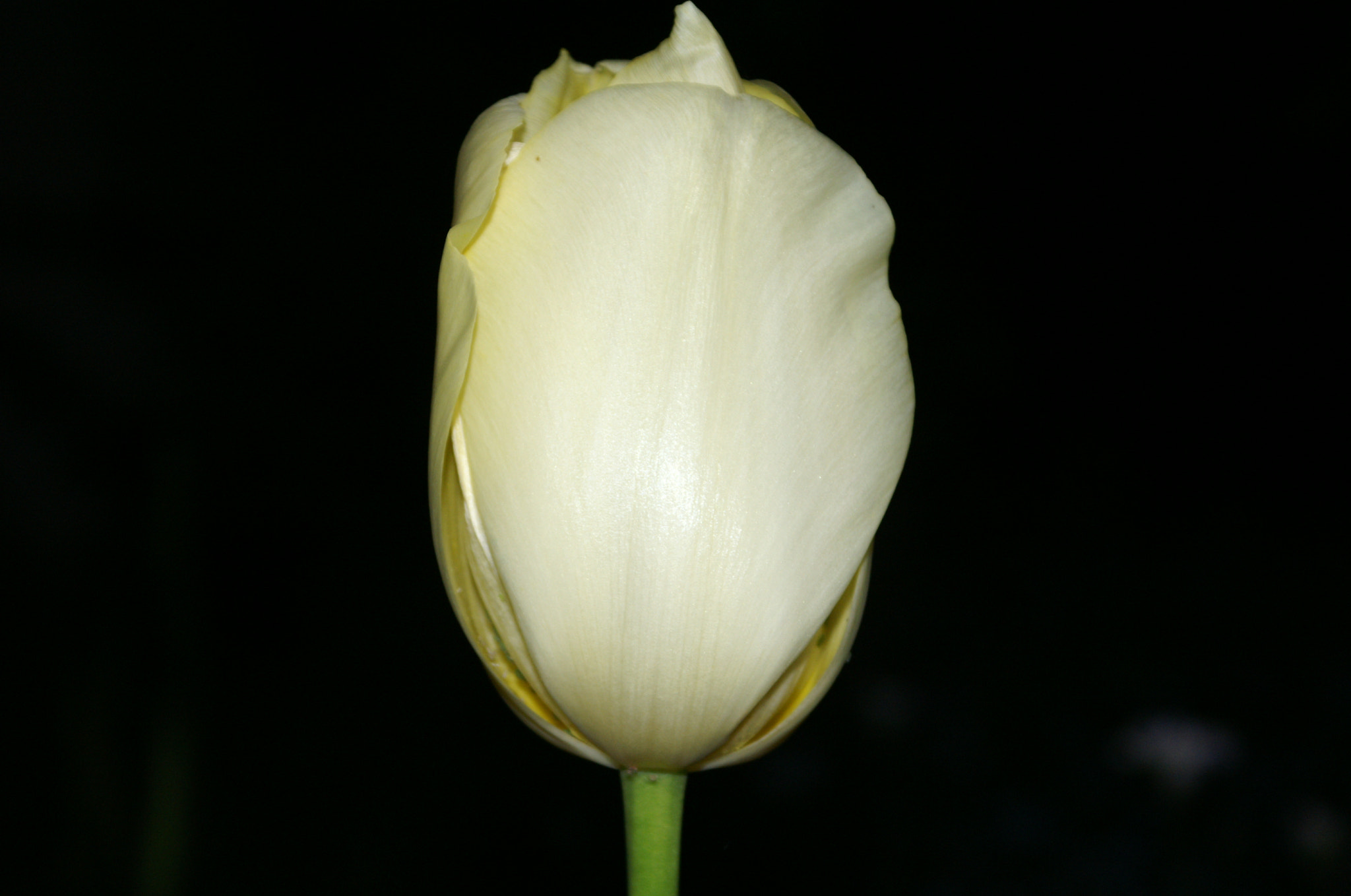 KONICA MINOLTA DYNAX 5D sample photo. Tulipe photography