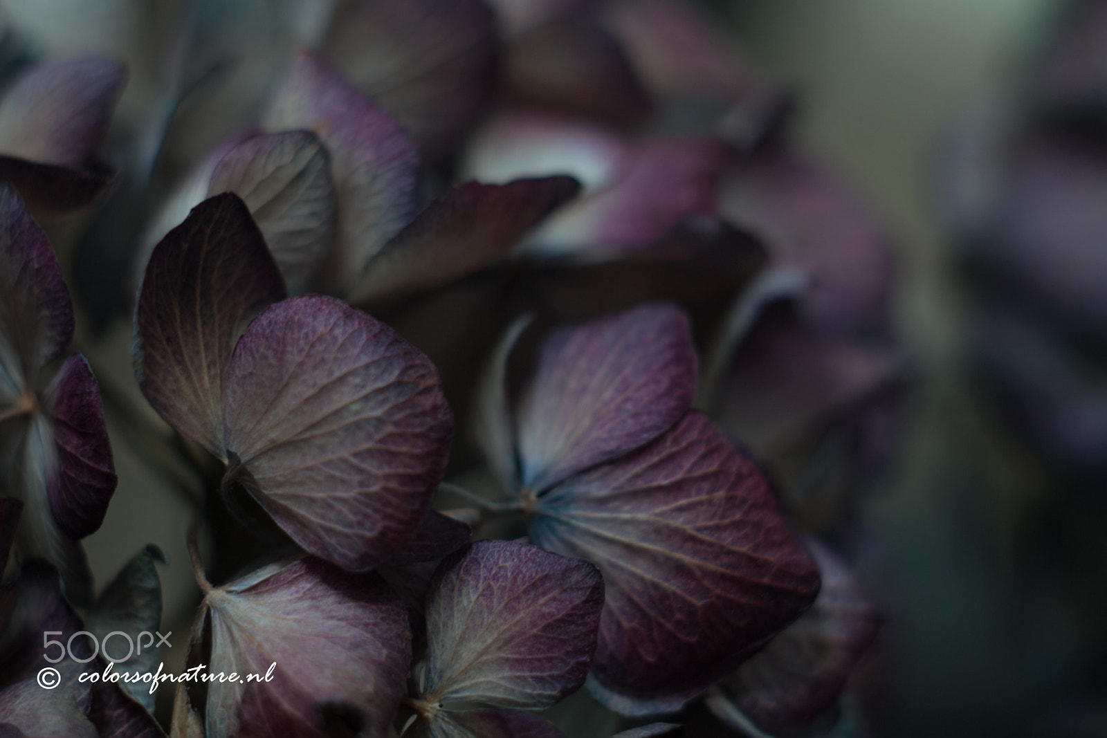 Canon EF 35-80mm f/4-5.6 sample photo. Hortensia photography