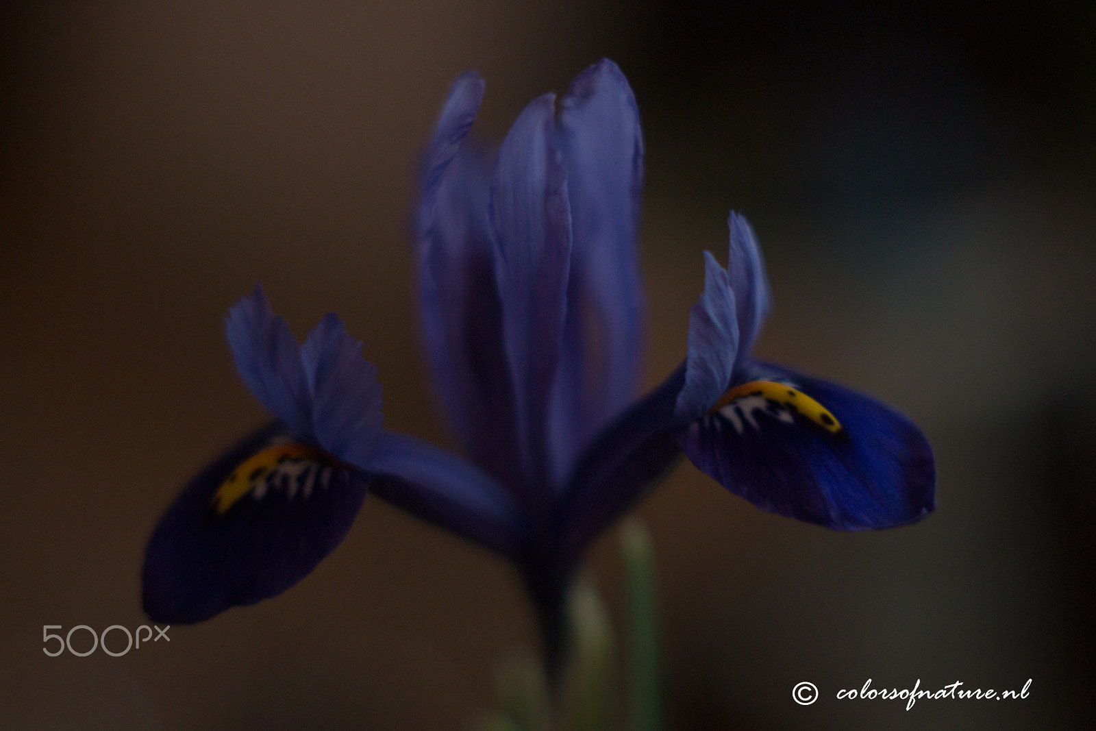 Canon EF 35-80mm f/4-5.6 sample photo. Iris photography
