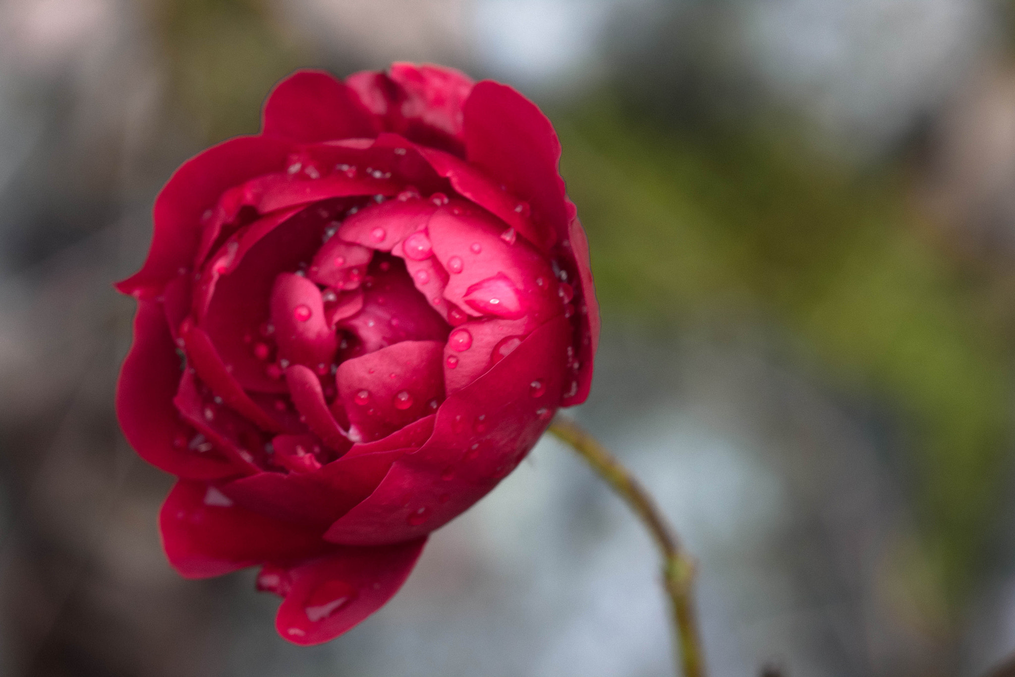 Canon EF 100mm F2.8 Macro USM sample photo. Img photography