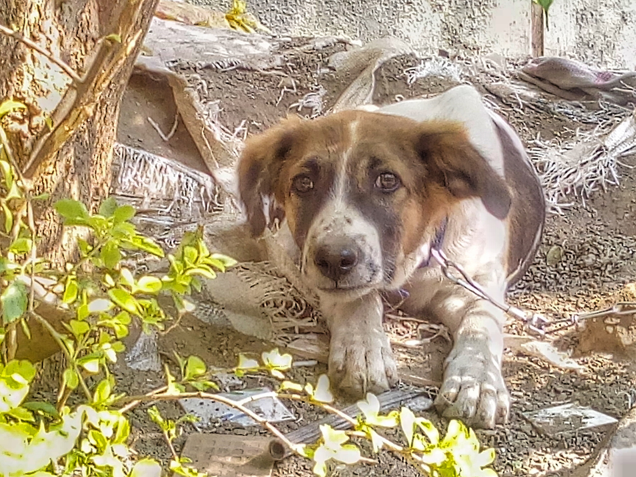 Micromax Canvas A1 sample photo. Innocence photography