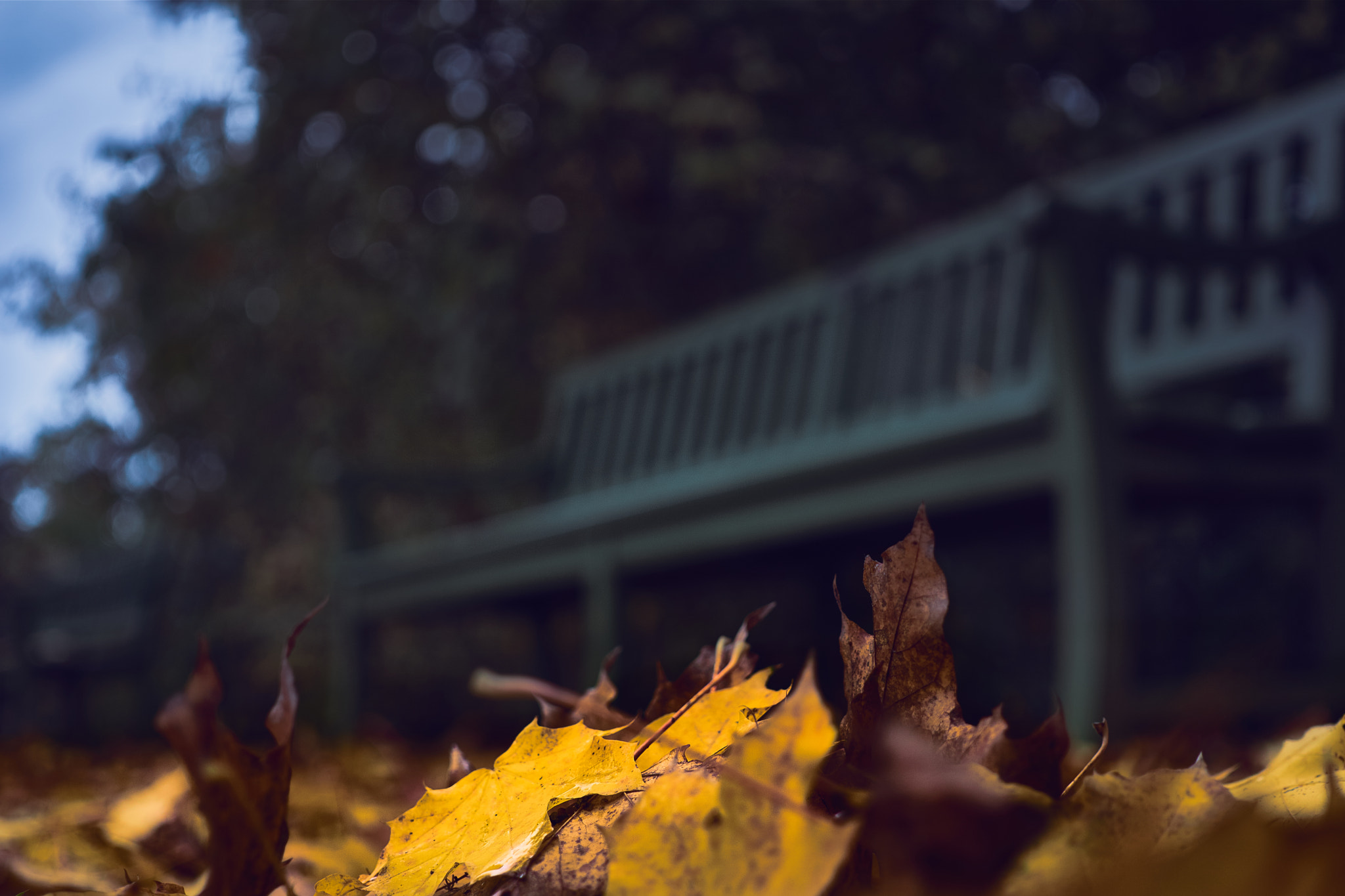 Sony a6000 + Sigma 30mm F2.8 EX DN sample photo. The bench photography