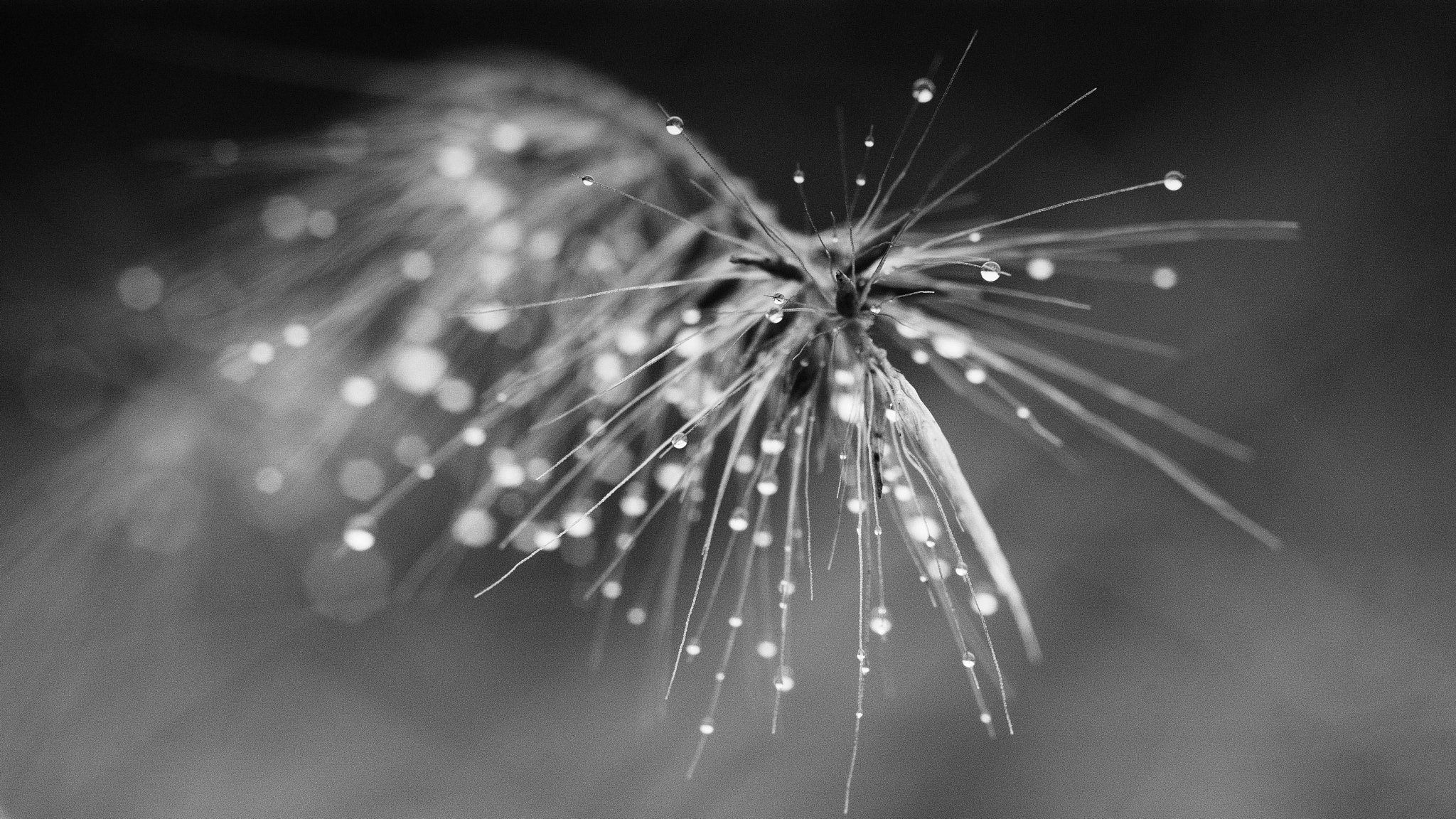 Nikon D7100 + AF Micro-Nikkor 105mm f/2.8 sample photo. Drops photography