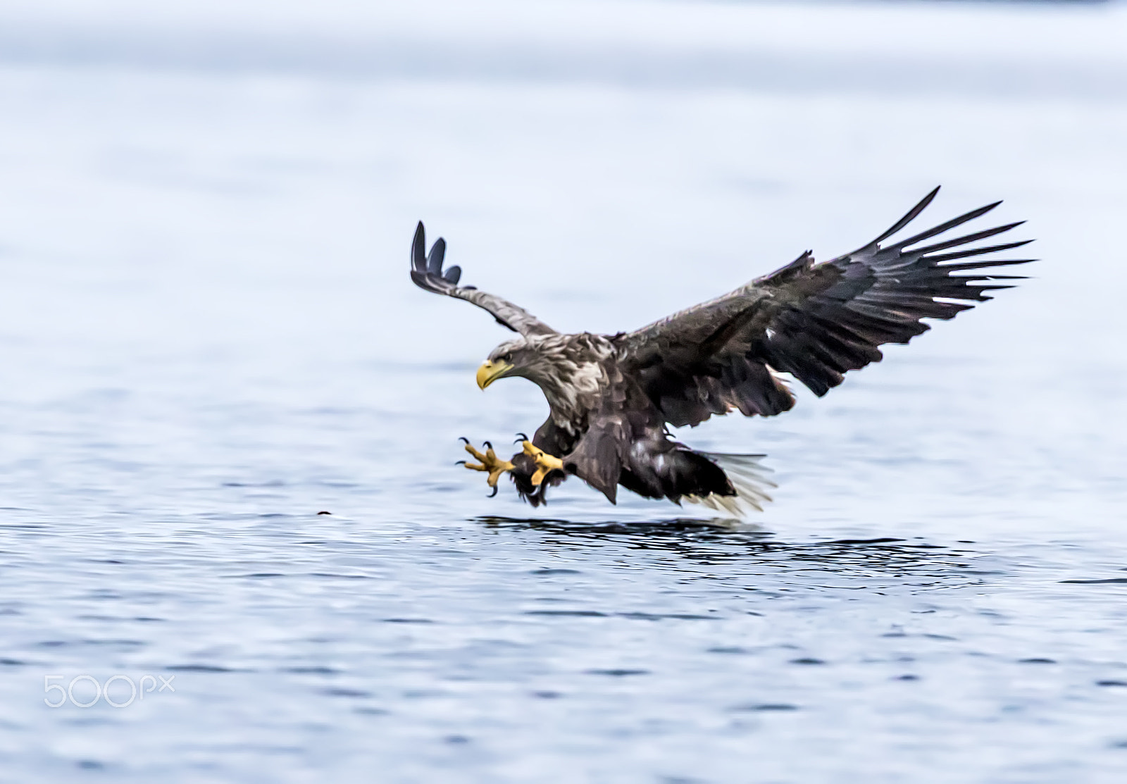 Canon EF 200-400mm F4L IS USM Extender 1.4x sample photo. Eagle attack photography