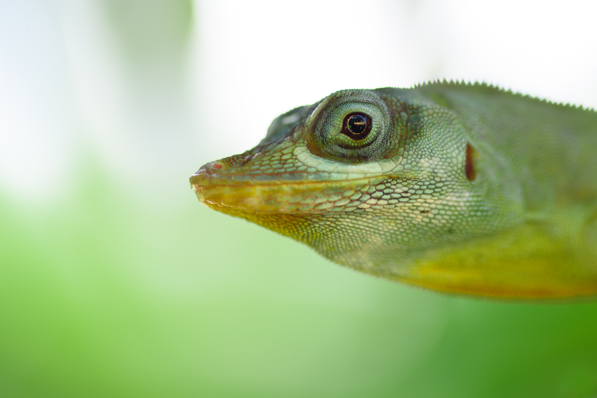 Tokina AT-X Pro 100mm F2.8 Macro sample photo. Lizard eye ! photography