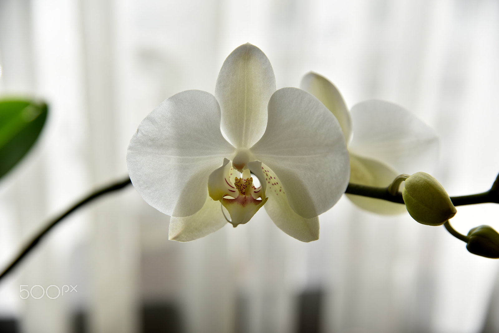 Sigma 24-70mm F2.8 EX DG HSM sample photo. Orchid photography