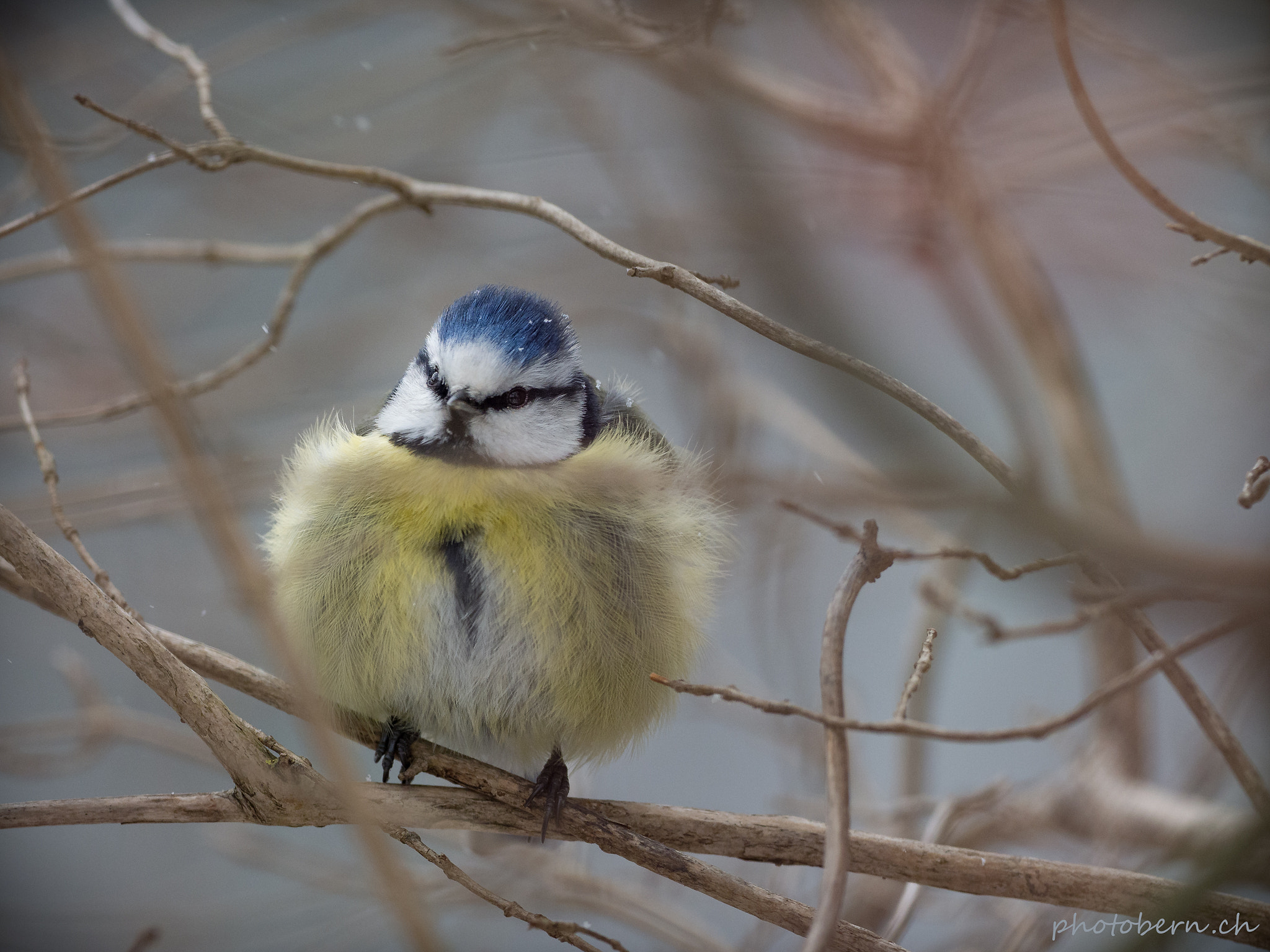 Olympus OM-D E-M1 Mark II + OLYMPUS M.300mm F4.0 sample photo. Blaumeise photography