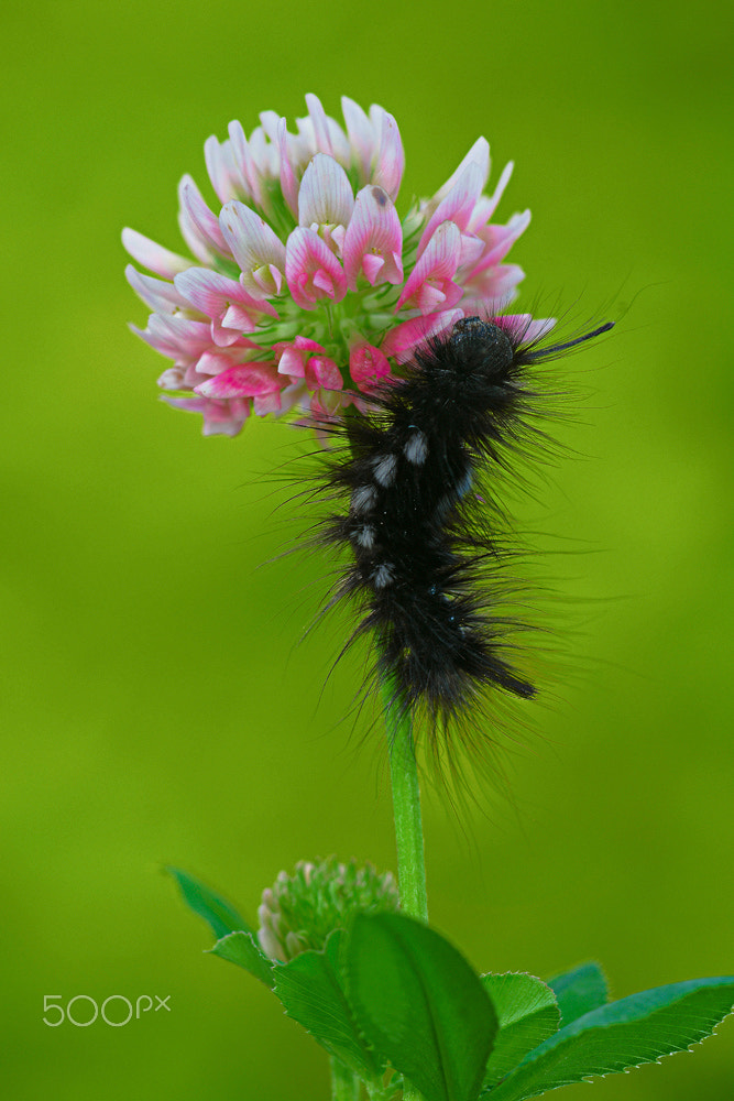 Nikon D7100 + Nikon PC-E Nikkor 24mm F3.5D ED Tilt-Shift sample photo. Caterpillar of gynaephora selenitica photography