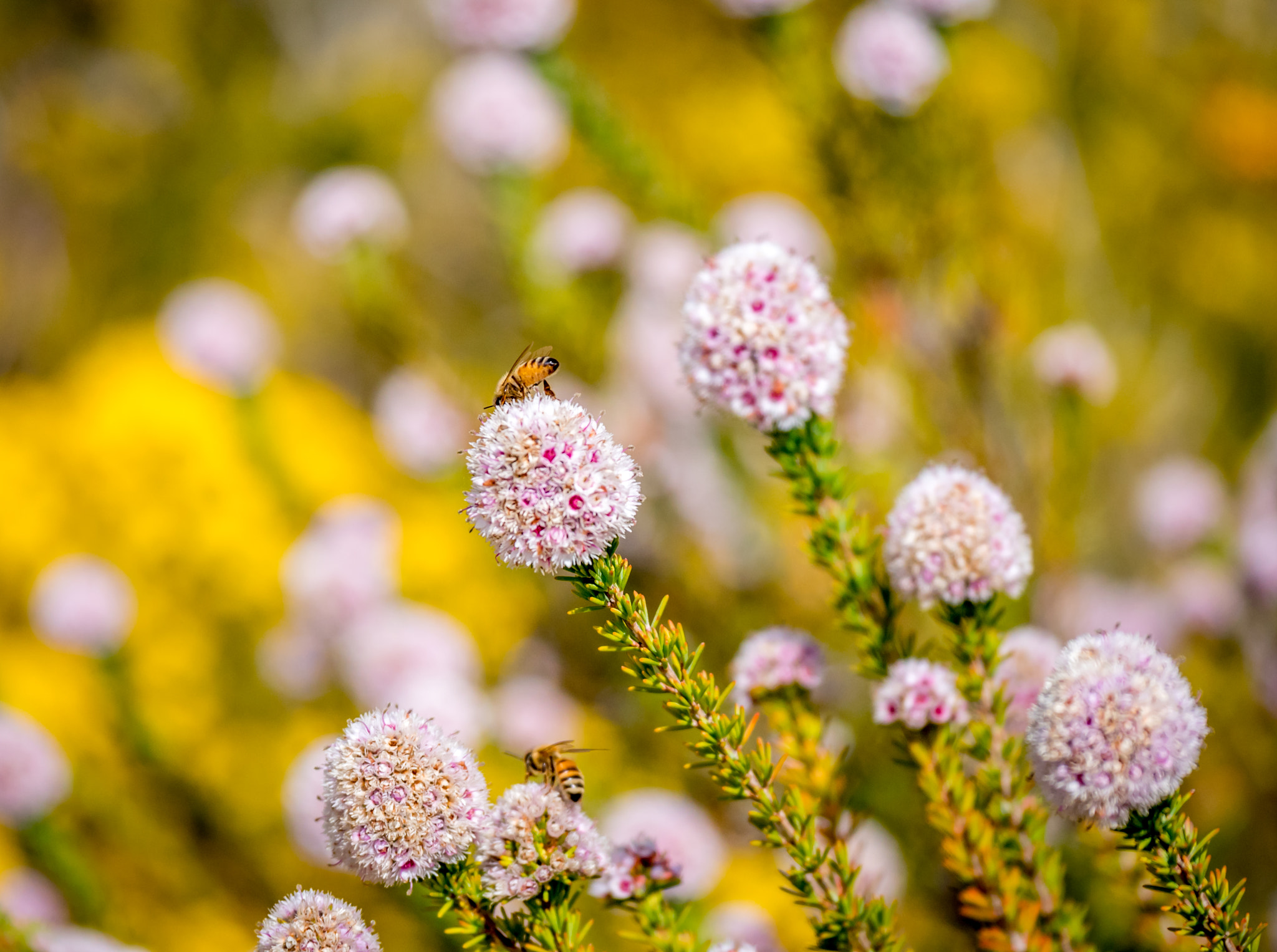Panasonic Lumix G X Vario 35-100mm F2.8 OIS sample photo. Small exquisite pink flowers in kings park, perth photography