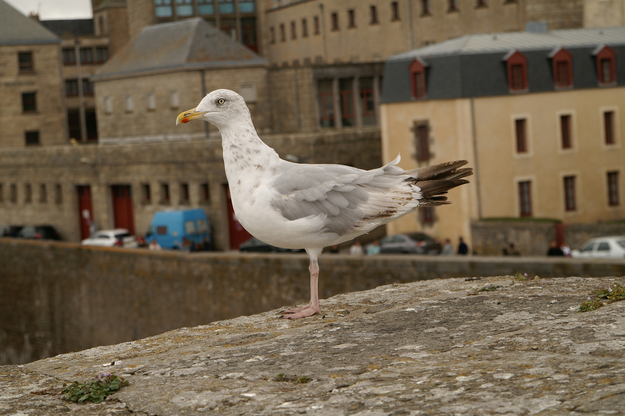 Tamron AF 28-75mm F2.8 XR Di LD Aspherical (IF) sample photo. Mouette photography