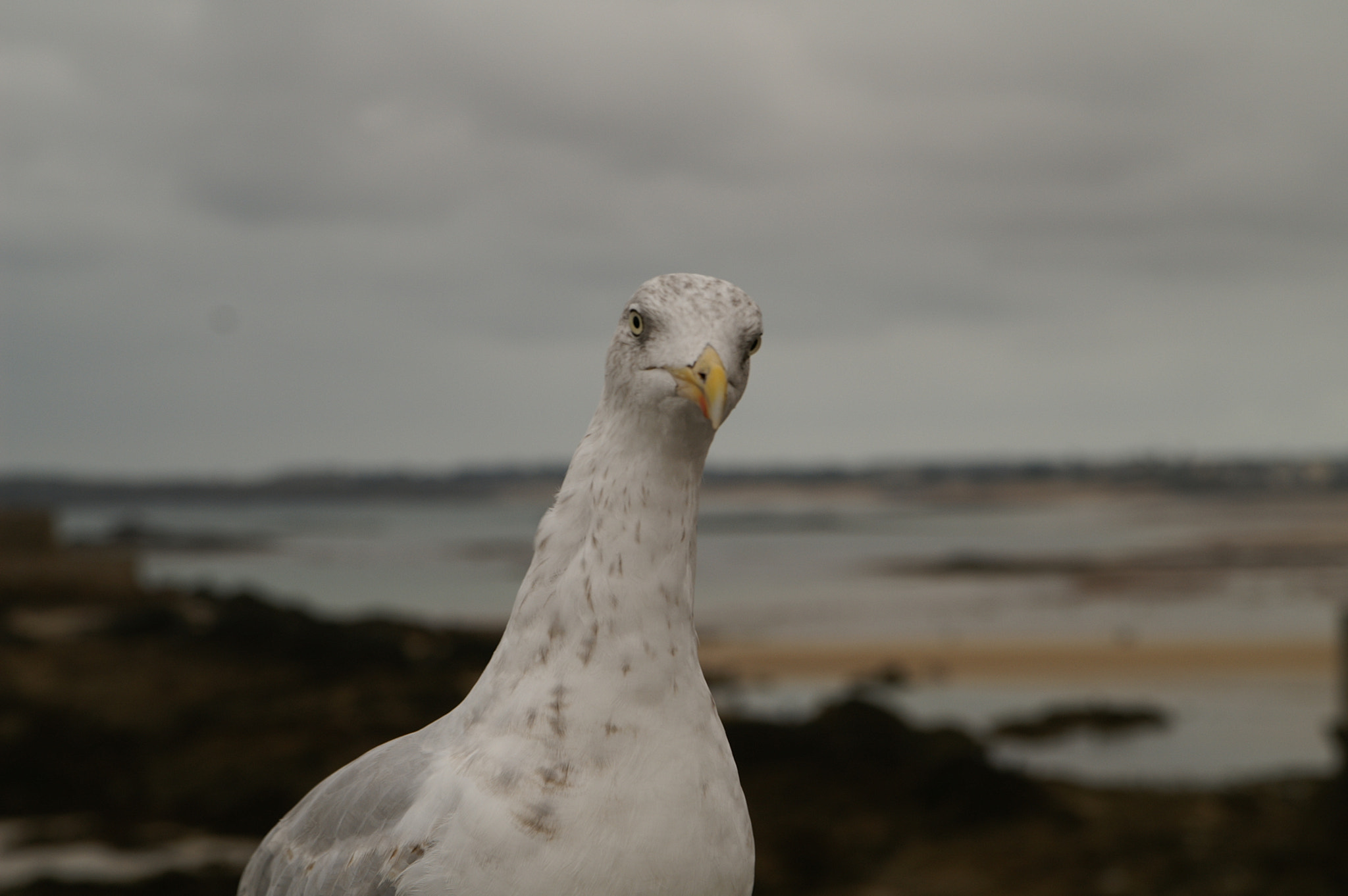 Tamron AF 28-75mm F2.8 XR Di LD Aspherical (IF) sample photo. Mouette photography