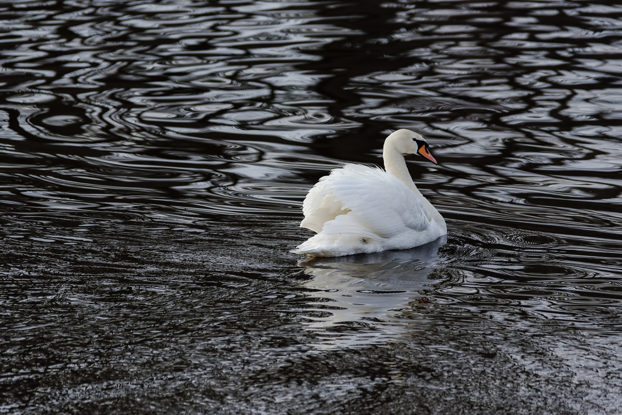 Sigma 150-500mm F5-6.3 DG OS HSM sample photo. Black water swan 2 photography