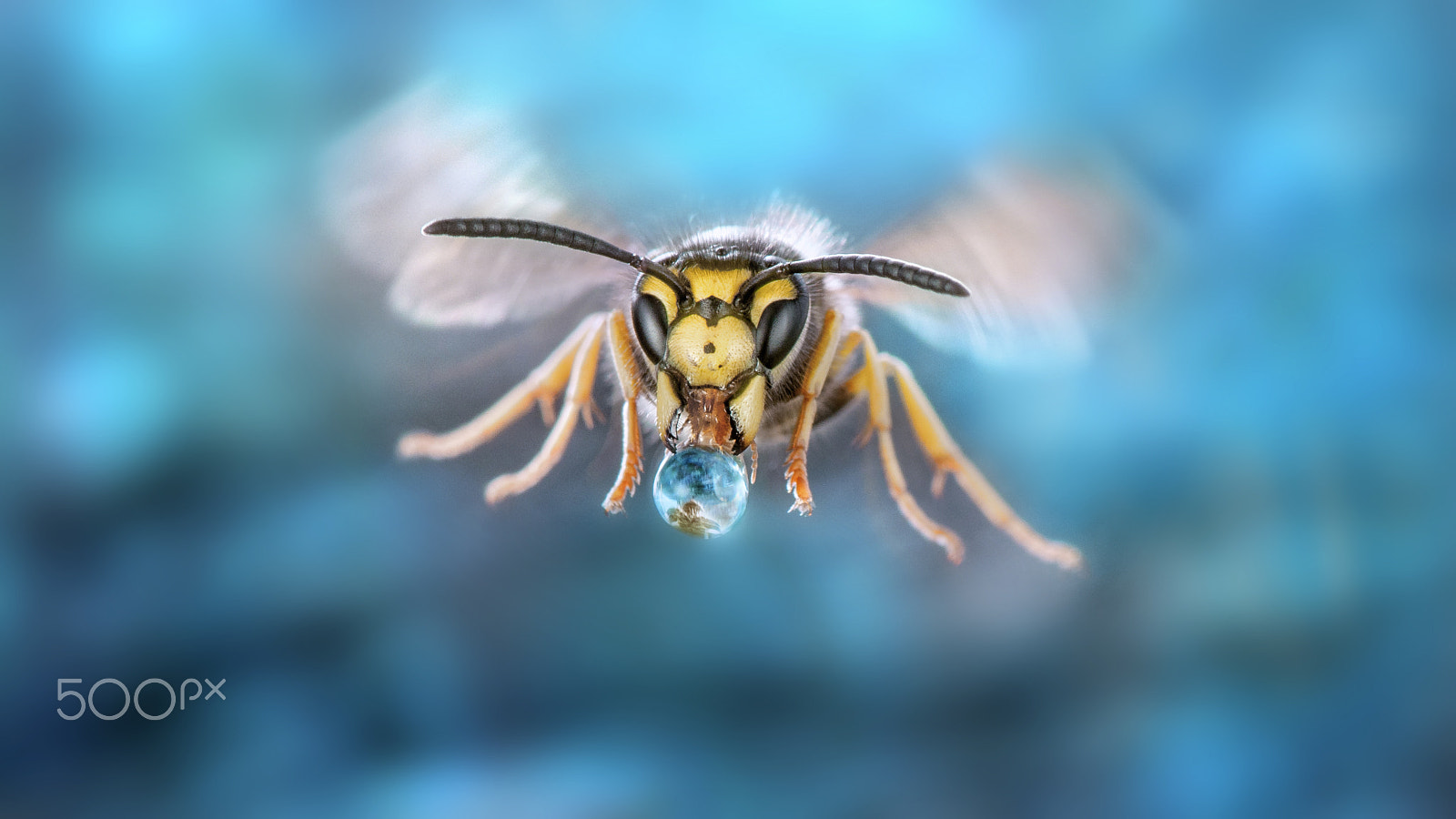 Nikon AF-S Micro-Nikkor 105mm F2.8G IF-ED VR sample photo. Flying wasp ii photography