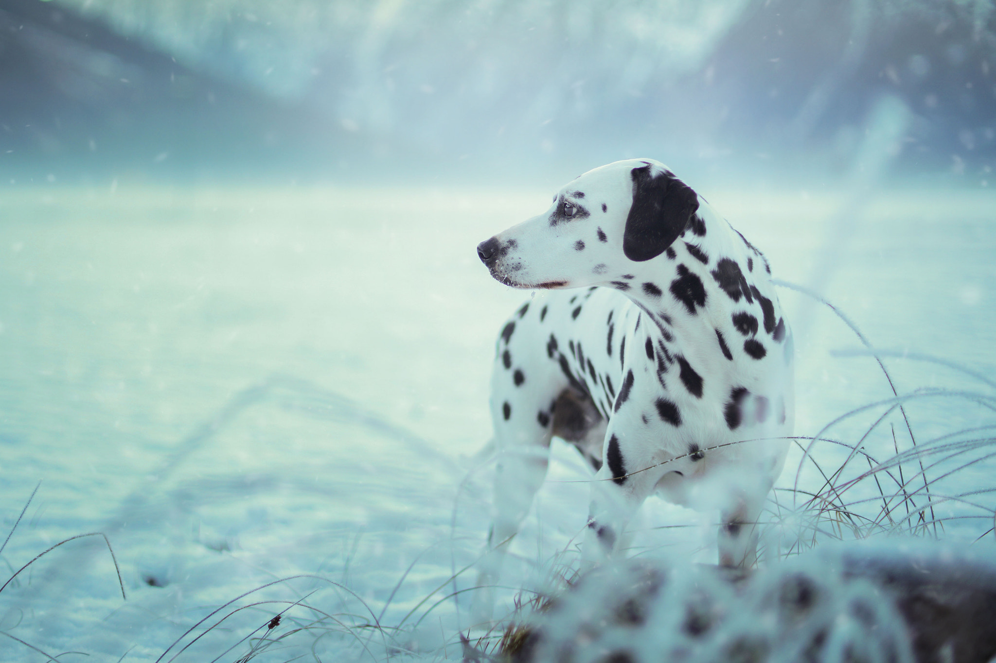 Sony a99 II + Minolta AF 50mm F1.4 [New] sample photo. Cold days photography