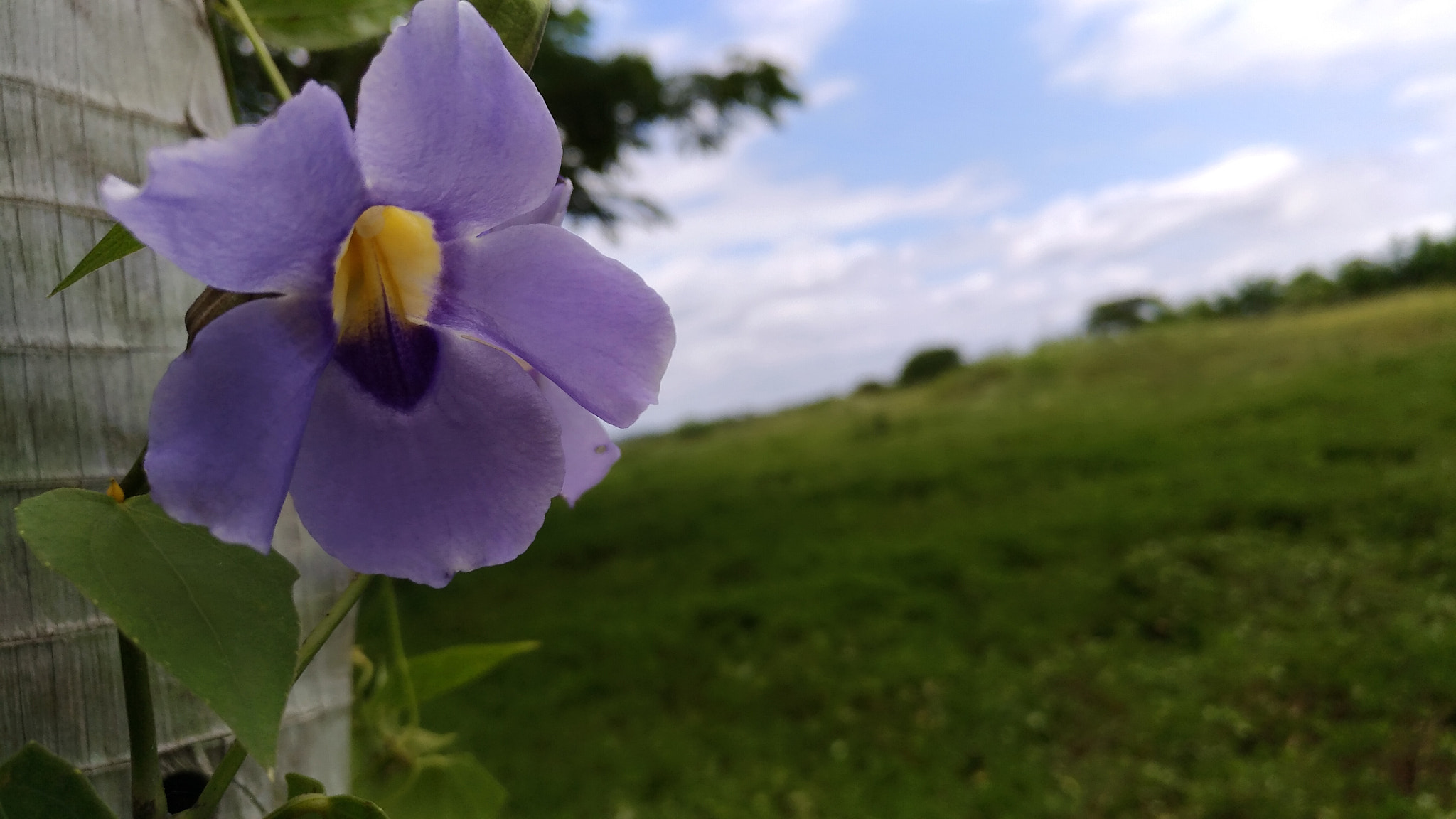 ASUS Z017DC sample photo