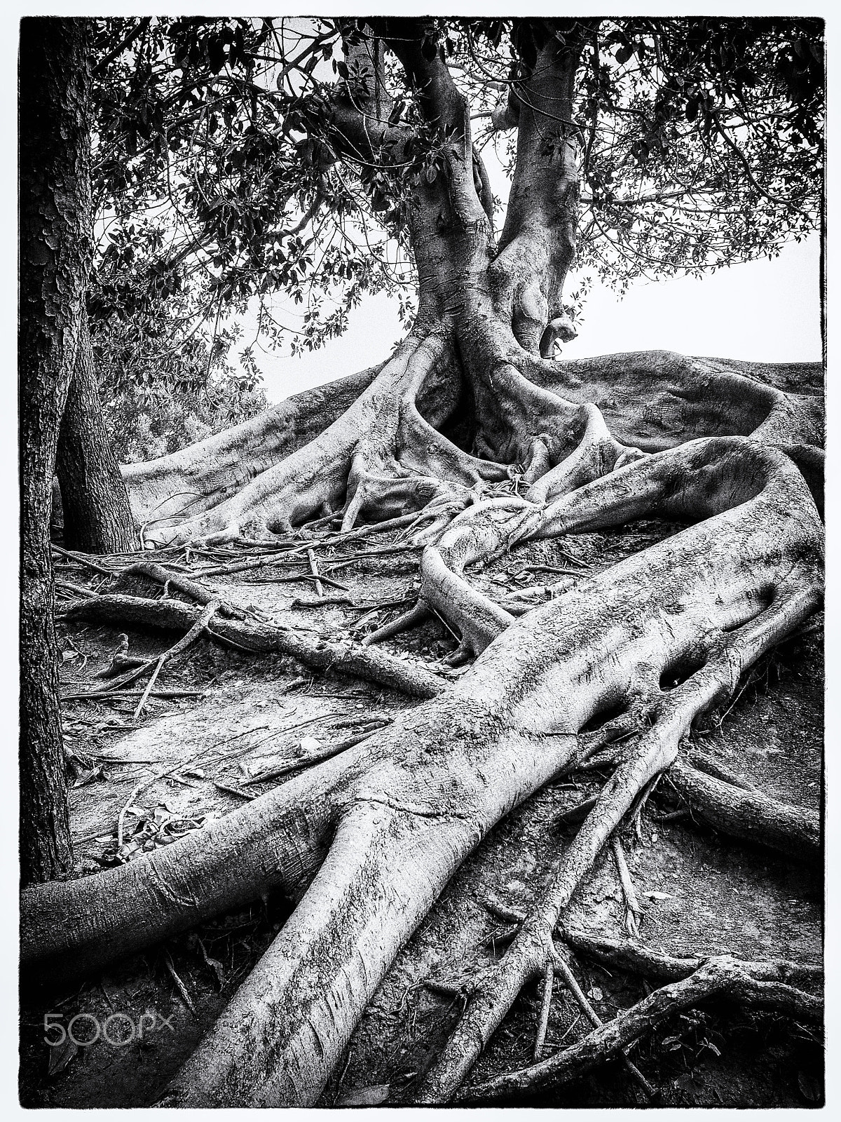 Olympus OM-D E-M1 + Olympus M.Zuiko Digital 17mm F1.8 sample photo. Old tree in black and white photography