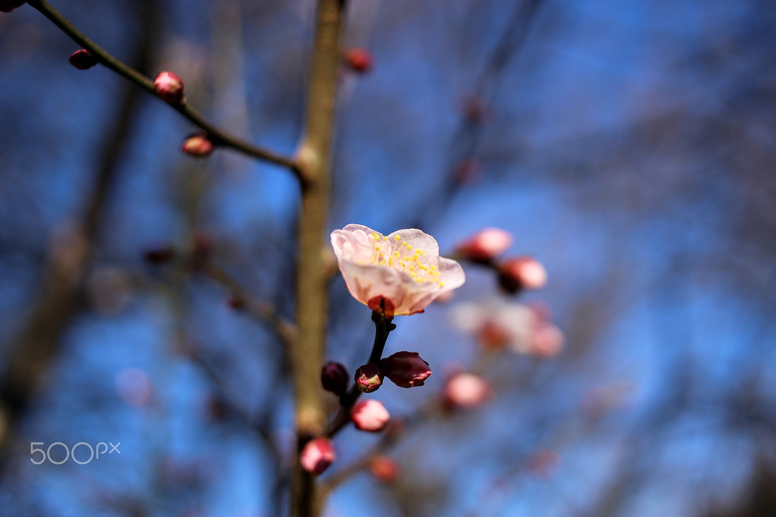 Canon EOS 100D (EOS Rebel SL1 / EOS Kiss X7) sample photo. 梅 photography