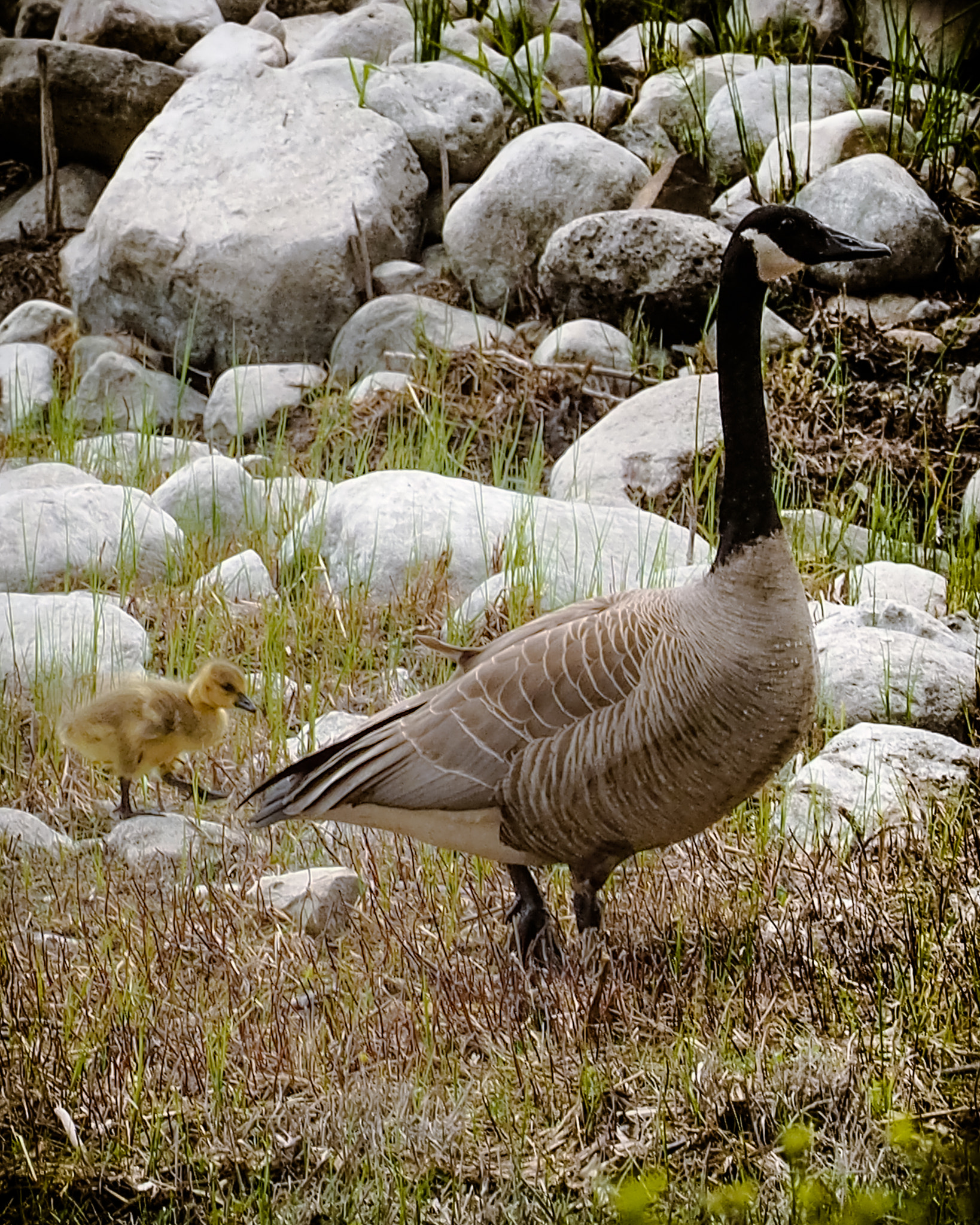 Olympus OM-D E-M1 sample photo. Canada goose photography