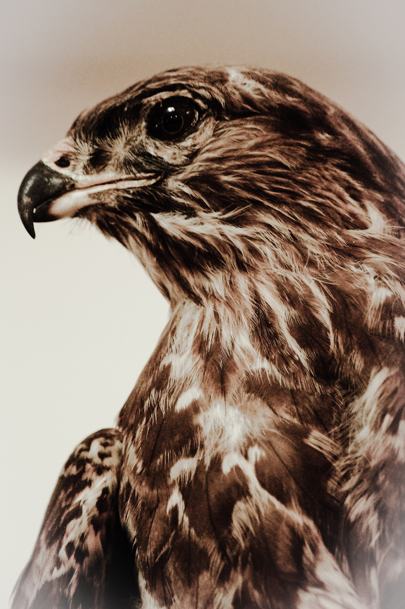 Sony SLT-A58 + Sony DT 55-200mm F4-5.6 SAM sample photo. Eagle photography