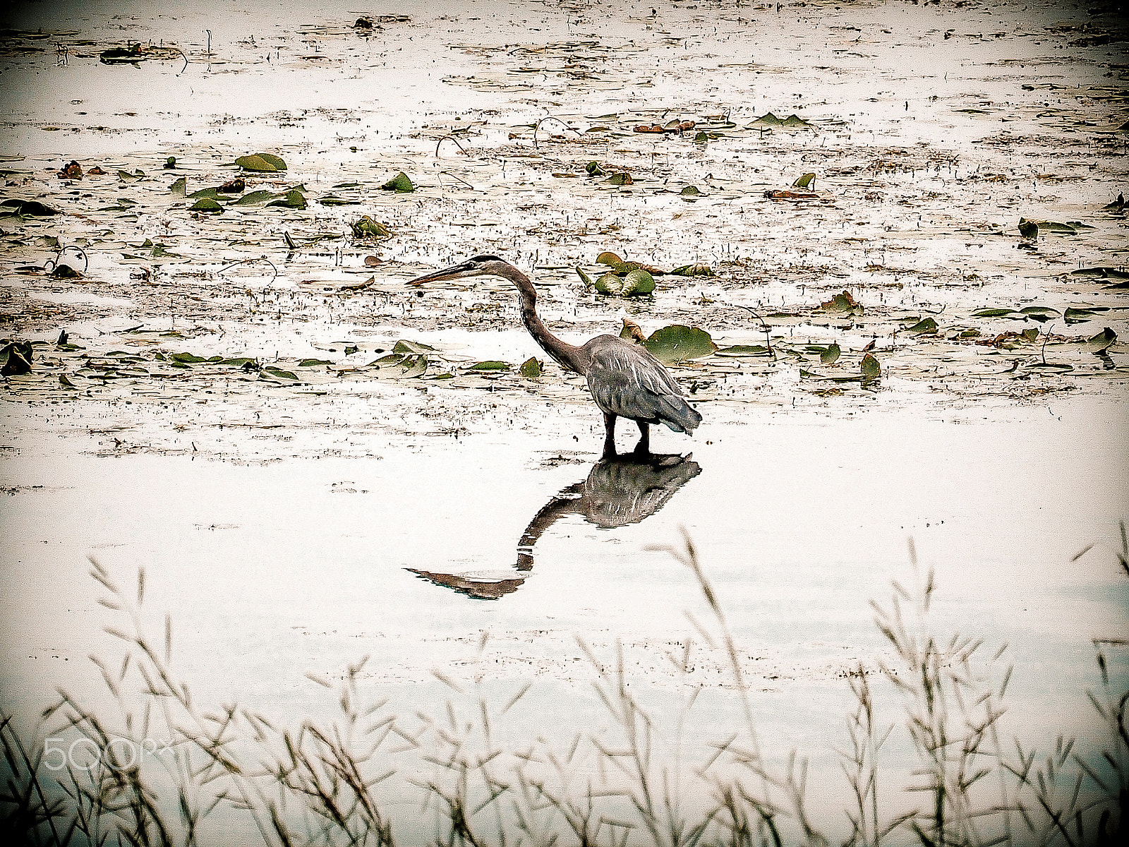 Olympus OM-D E-M1 sample photo. Canadian white heron photography