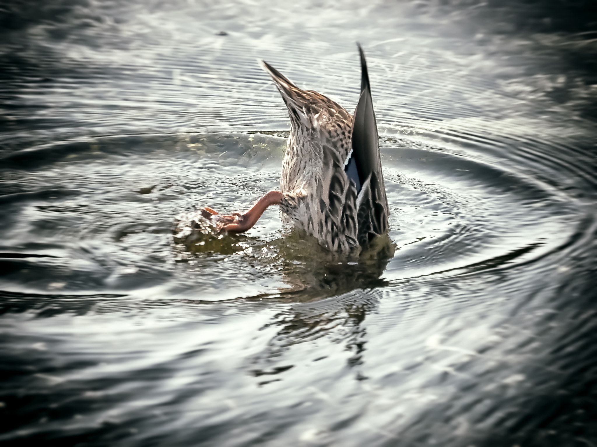 Olympus OM-D E-M1 sample photo. Ducking for food photography